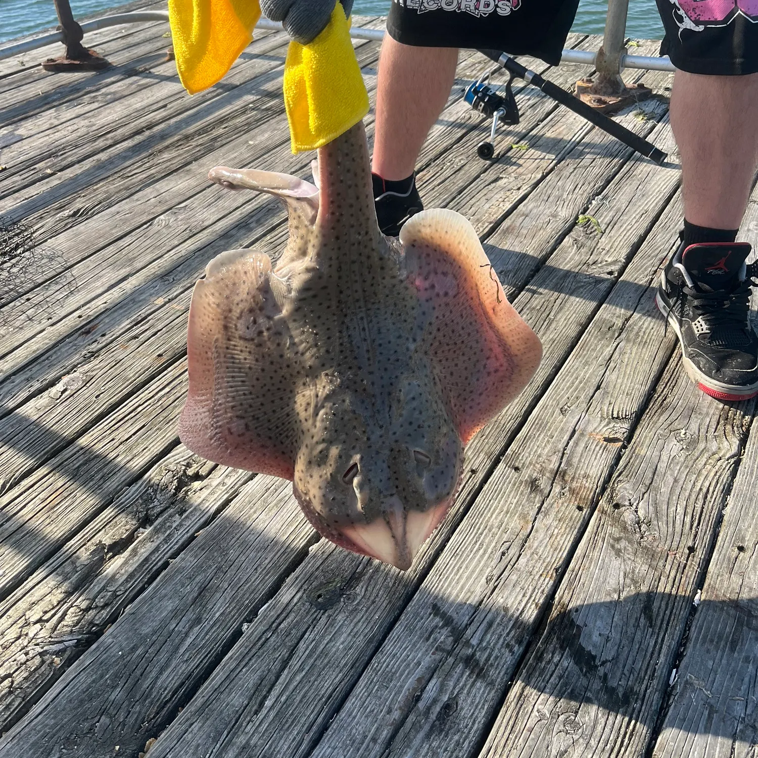 The most recent Little Skate catches on Fishbrain