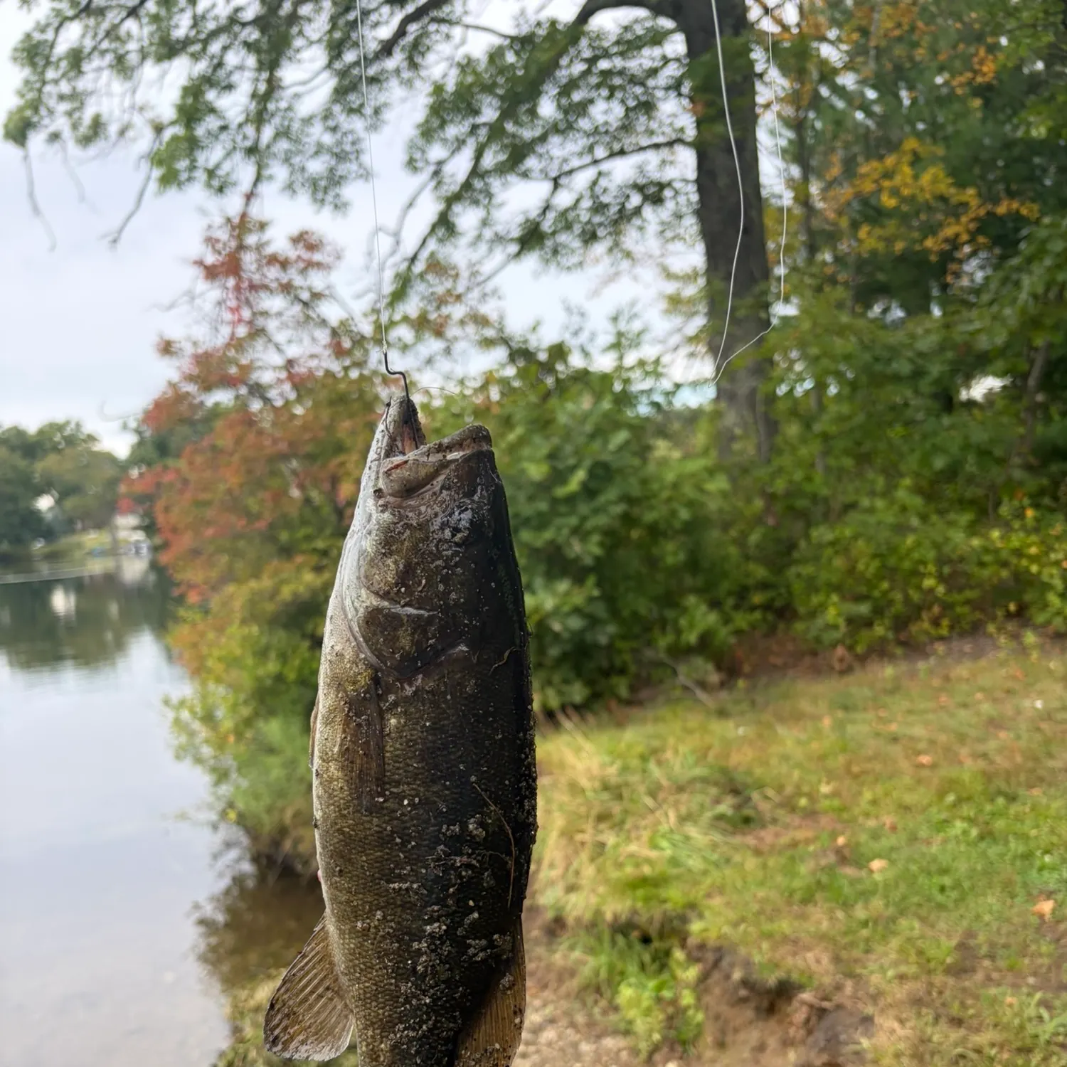 Smallmouth bass caught on Fishbrain
