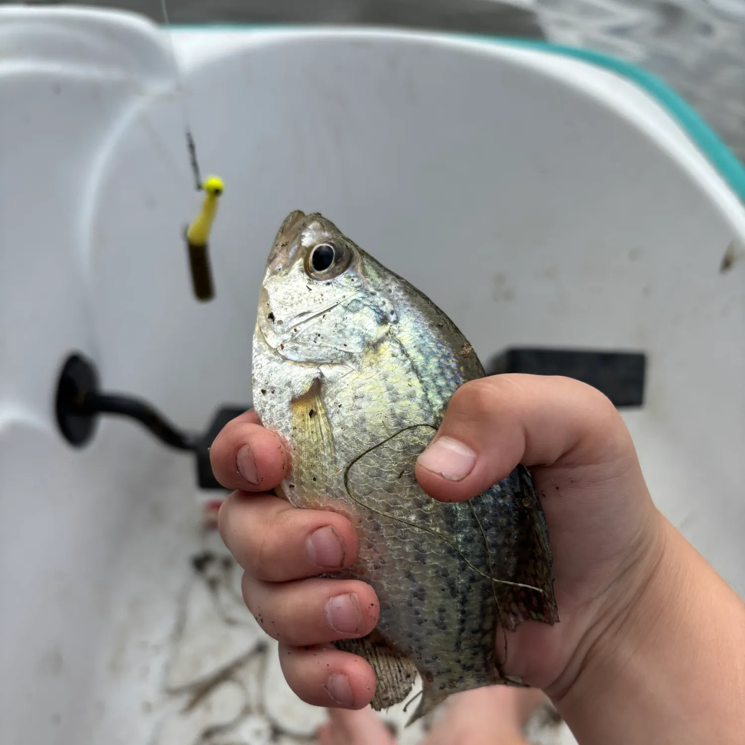 White crappie caught on Fishbrain
