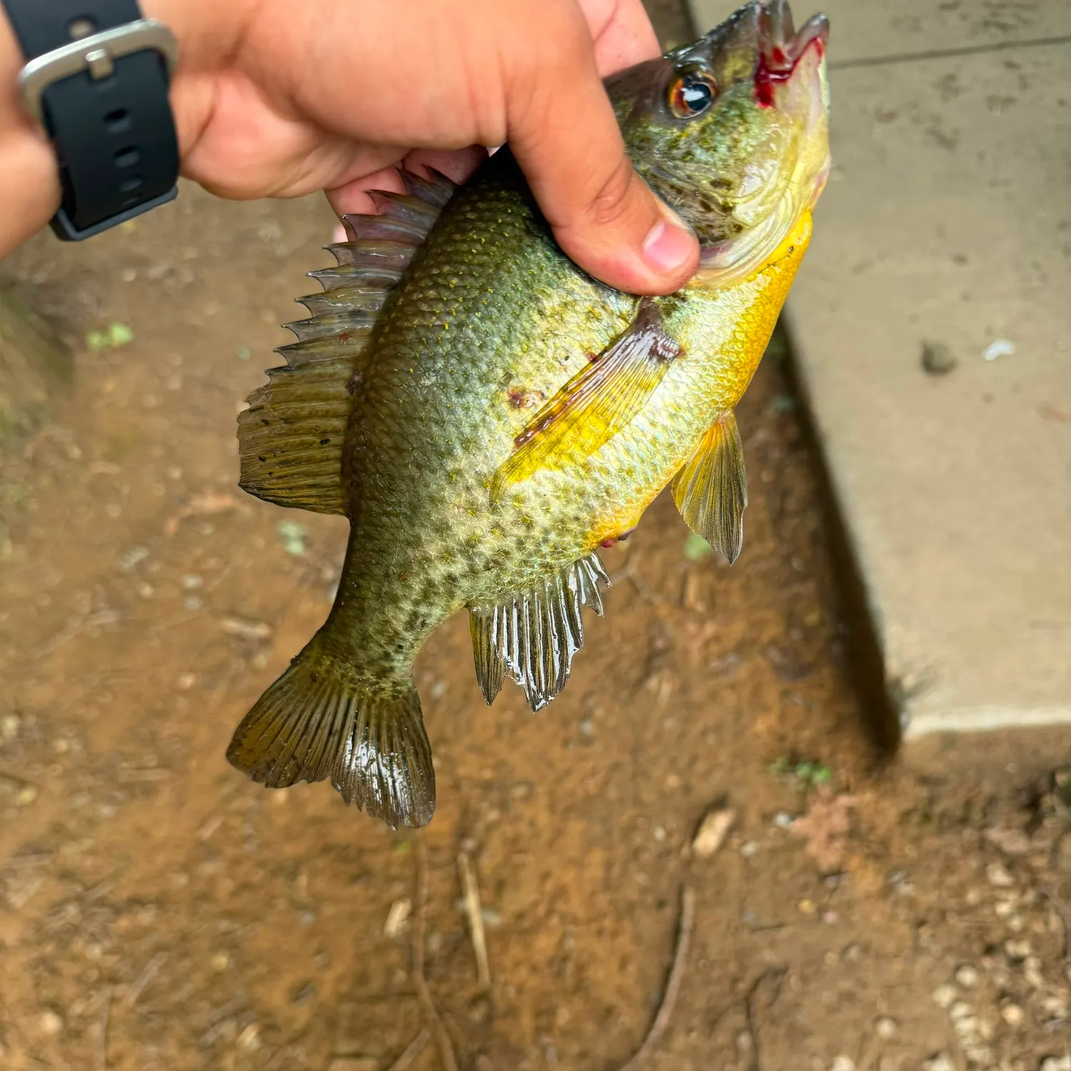 catch