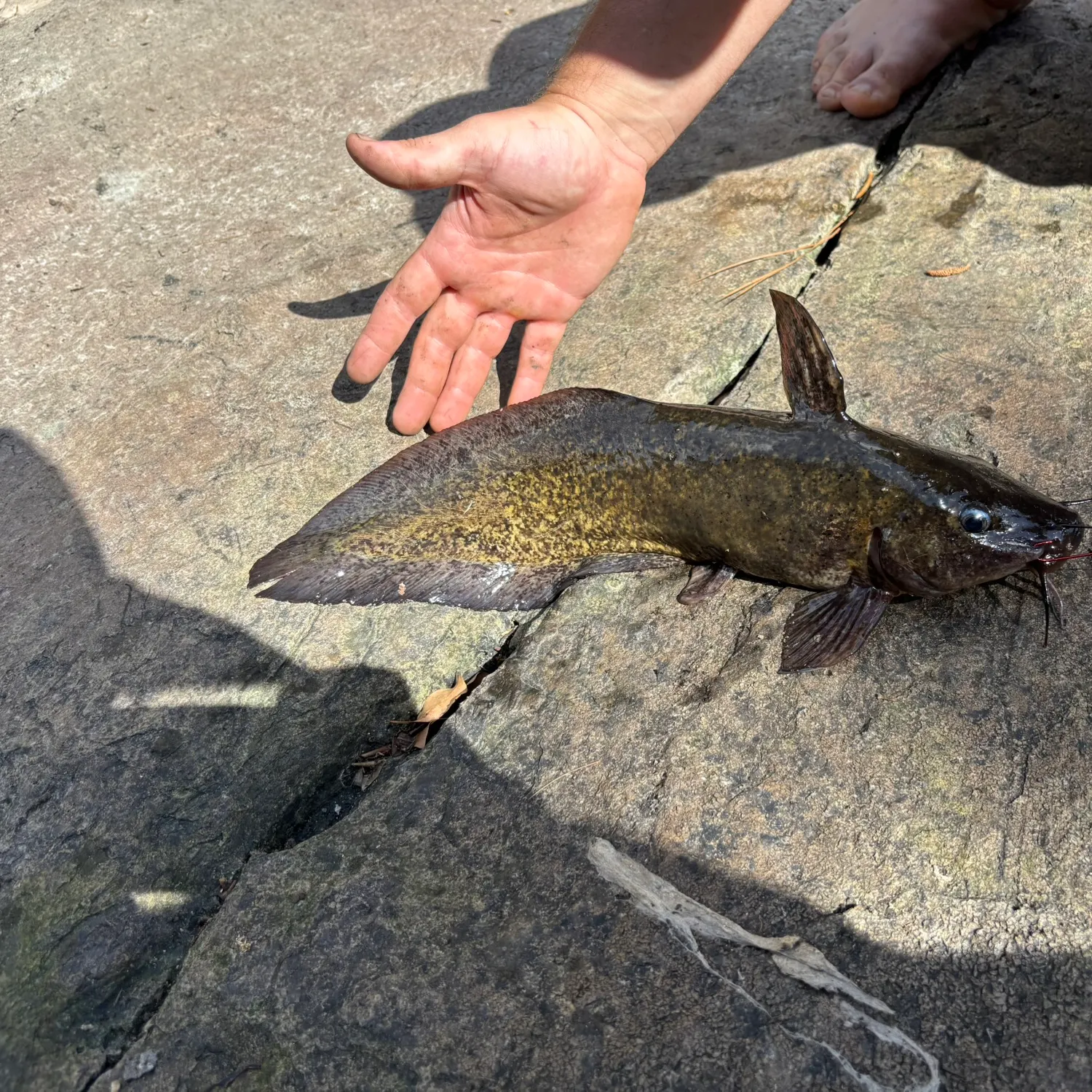 Dewfish caught on Fishbrain