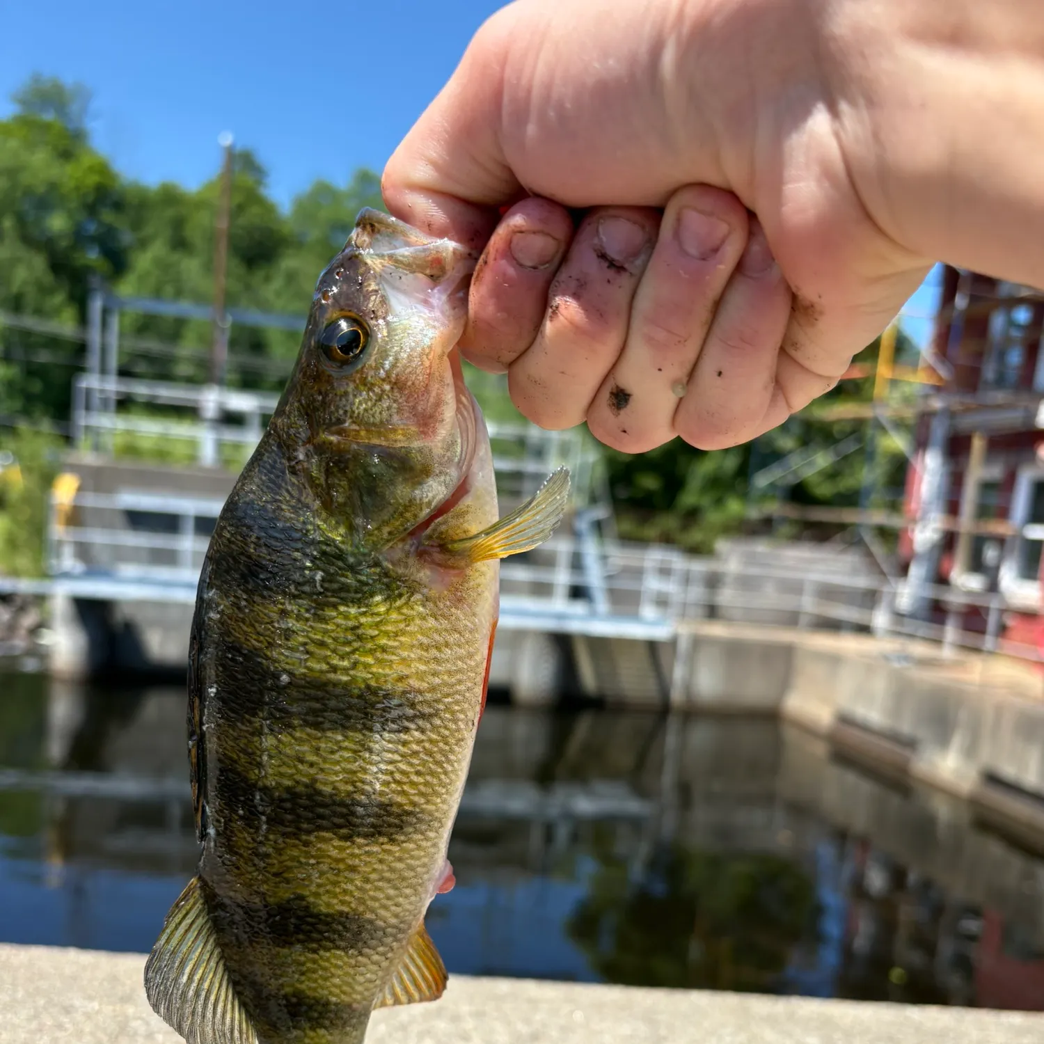 catch