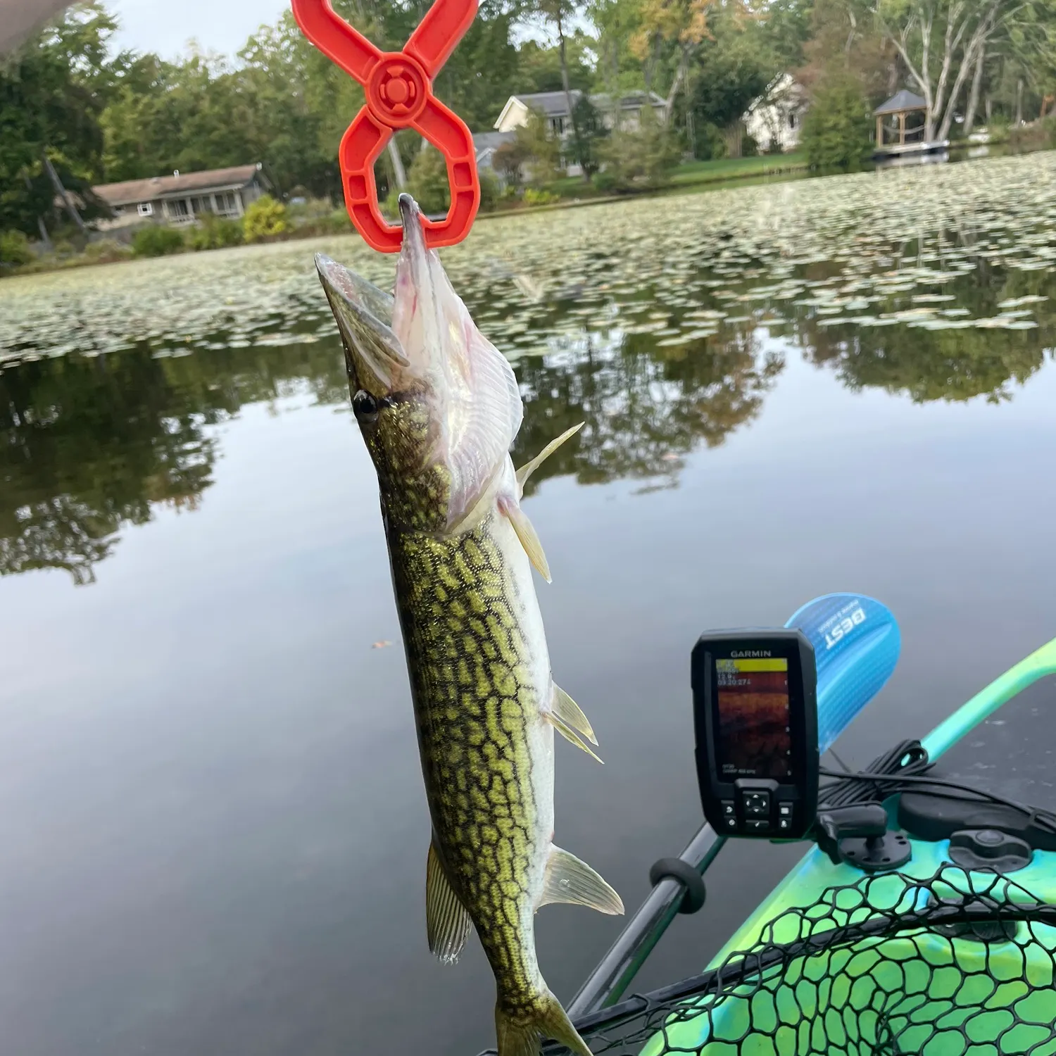 Chain pickerel caught on Fishbrain