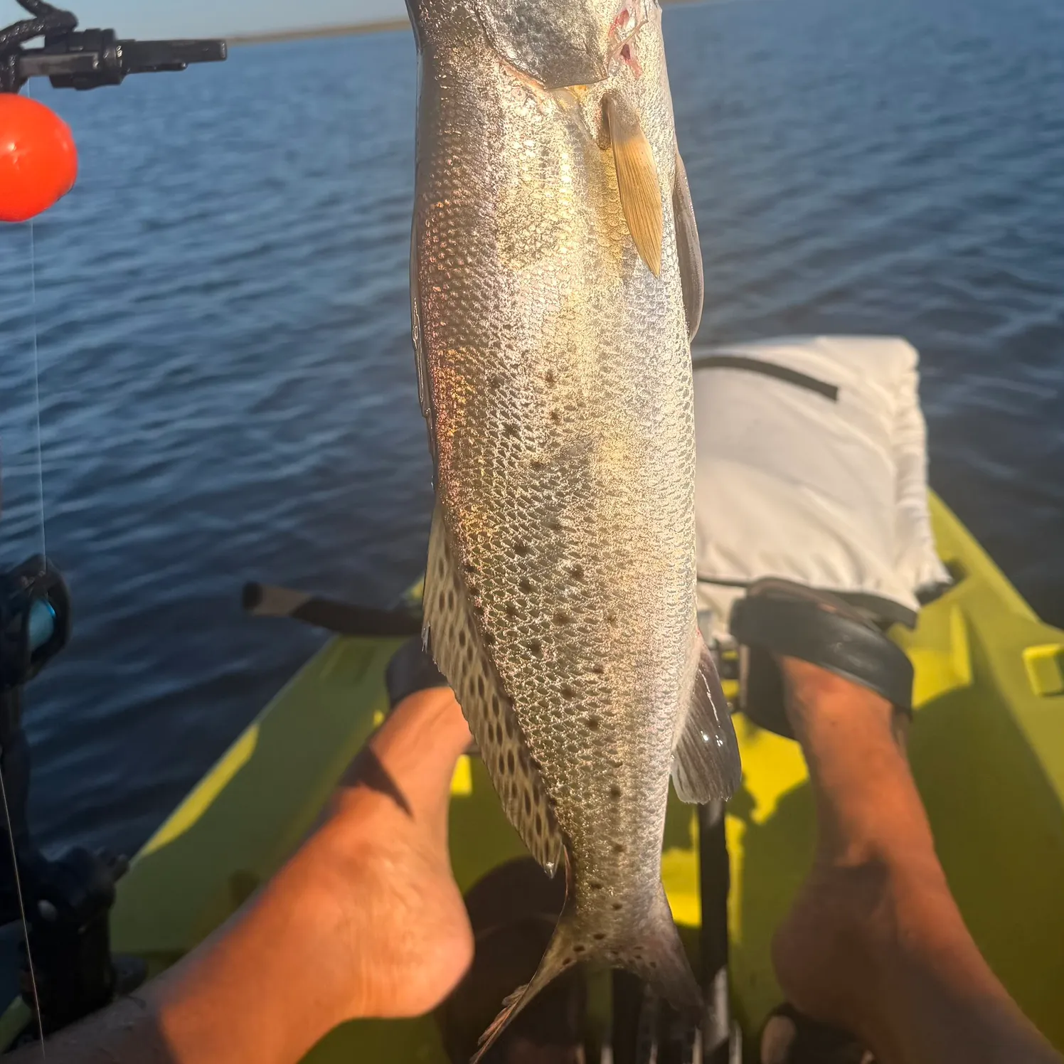 Spotted seatrout caught on Fishbrain