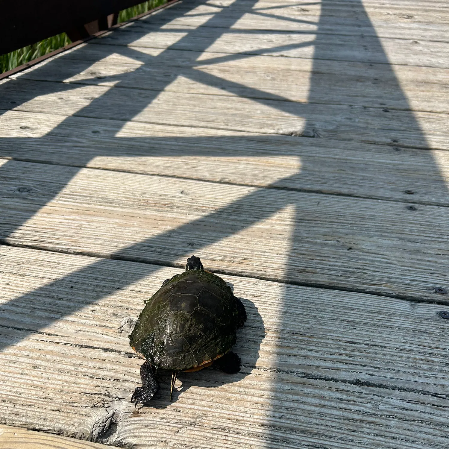 The most recent Painted turtle catches on Fishbrain