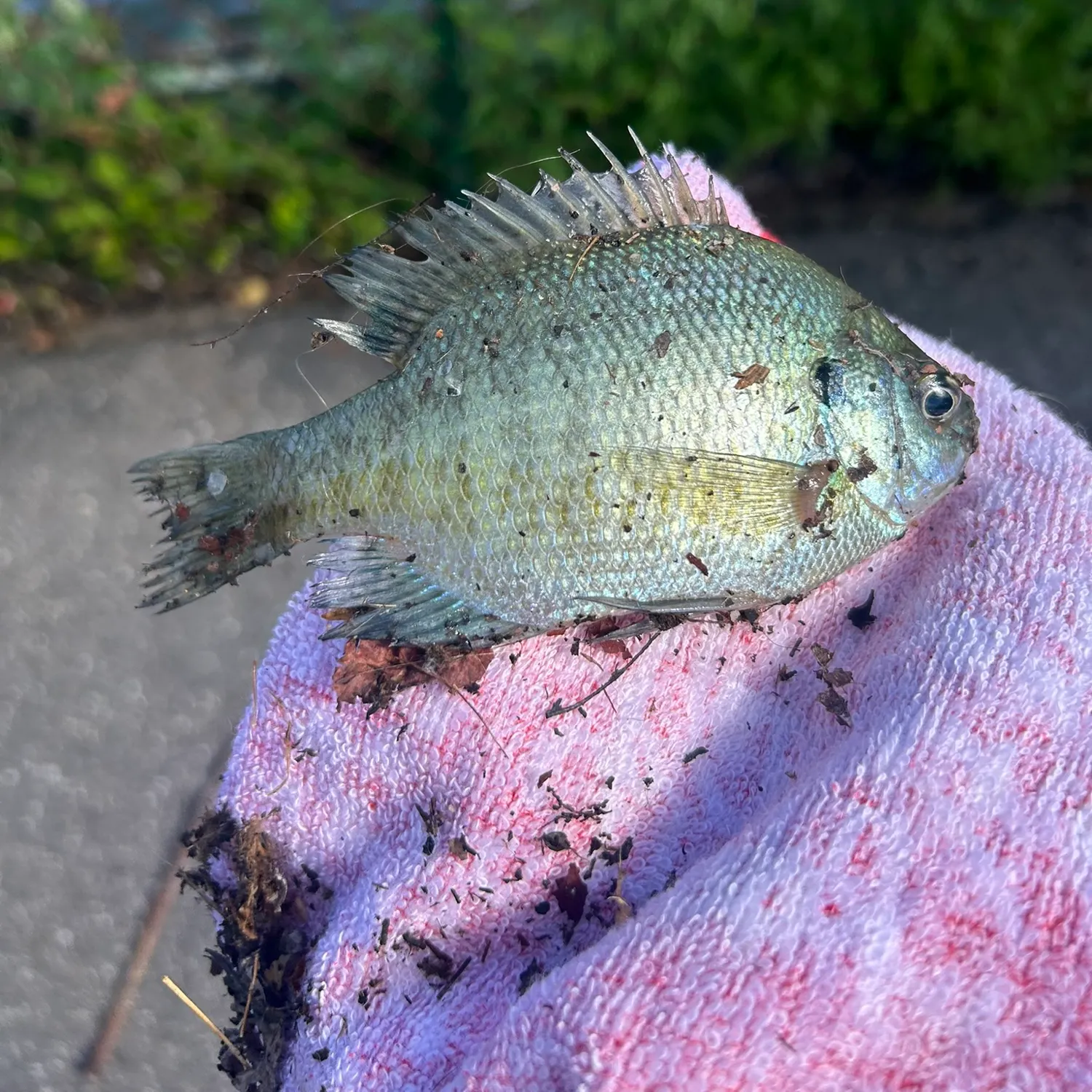 catch
