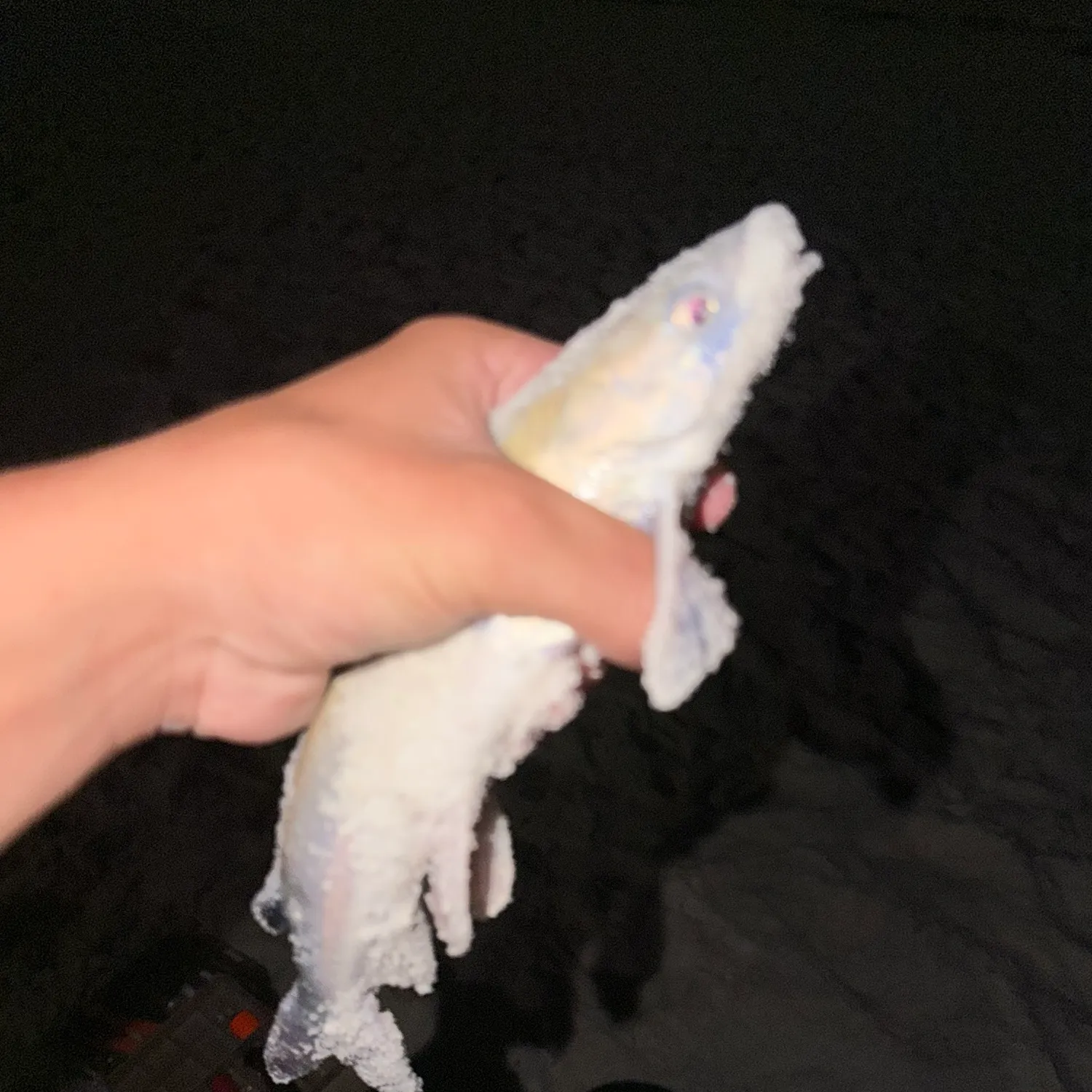 The most recent White sea catfish catches on Fishbrain