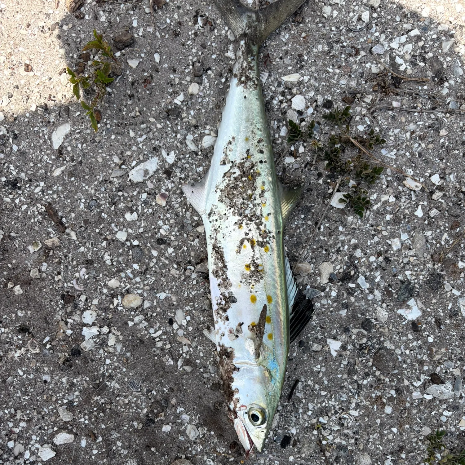 The most recent King mackerel catches on Fishbrain