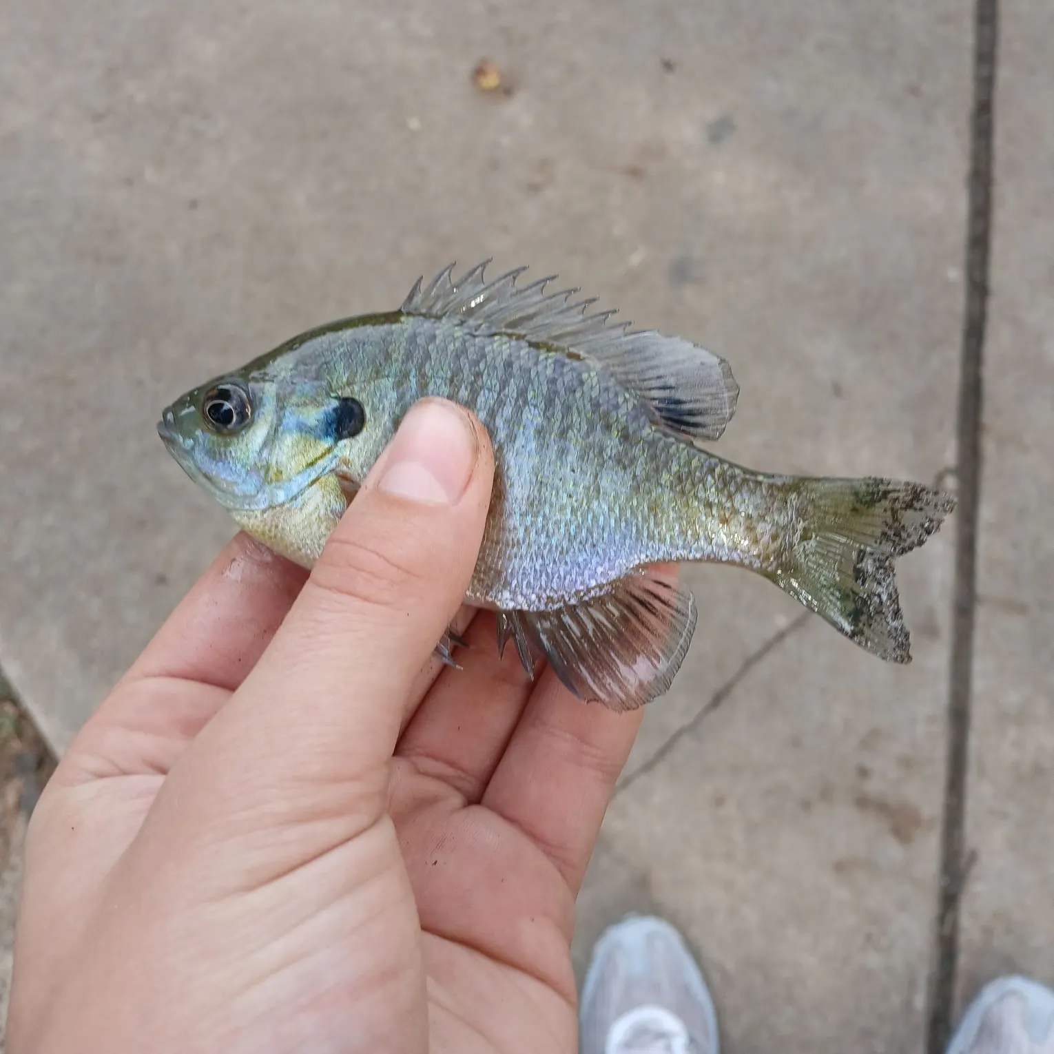 Bluegill caught on Fishbrain