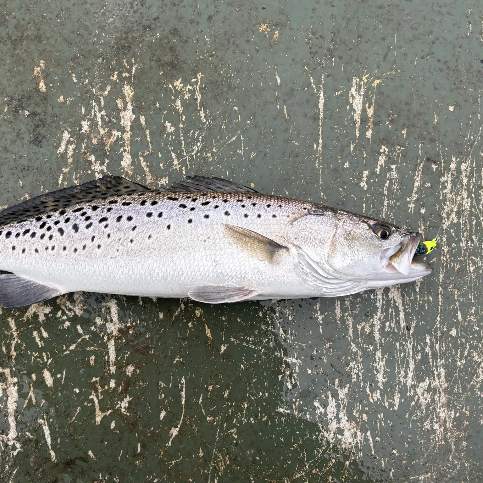 The most recent Spotted seatrout catches on Fishbrain