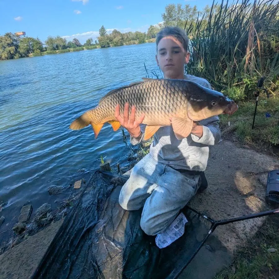 Common carp caught on Fishbrain