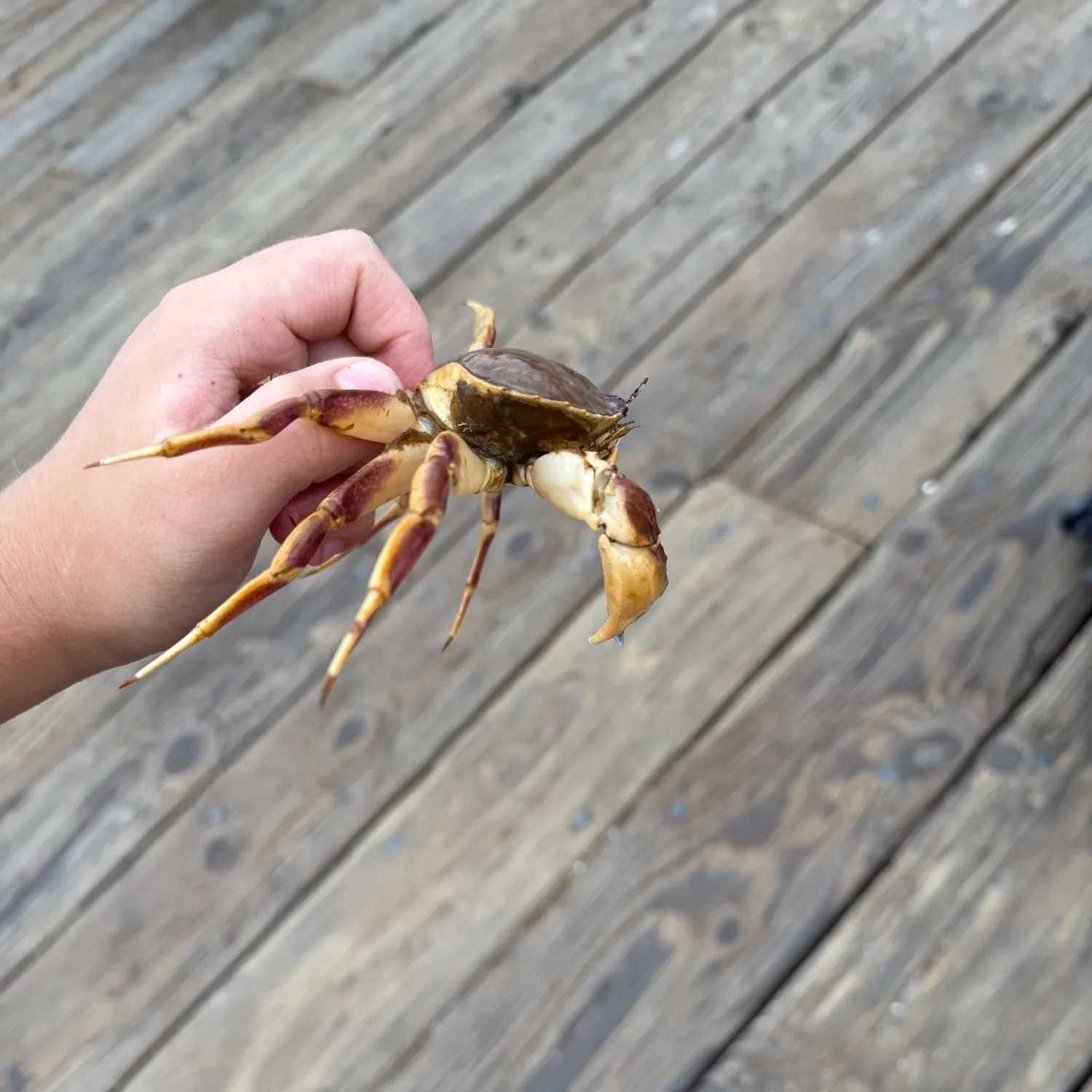 The most recent Red rock crab catches on Fishbrain