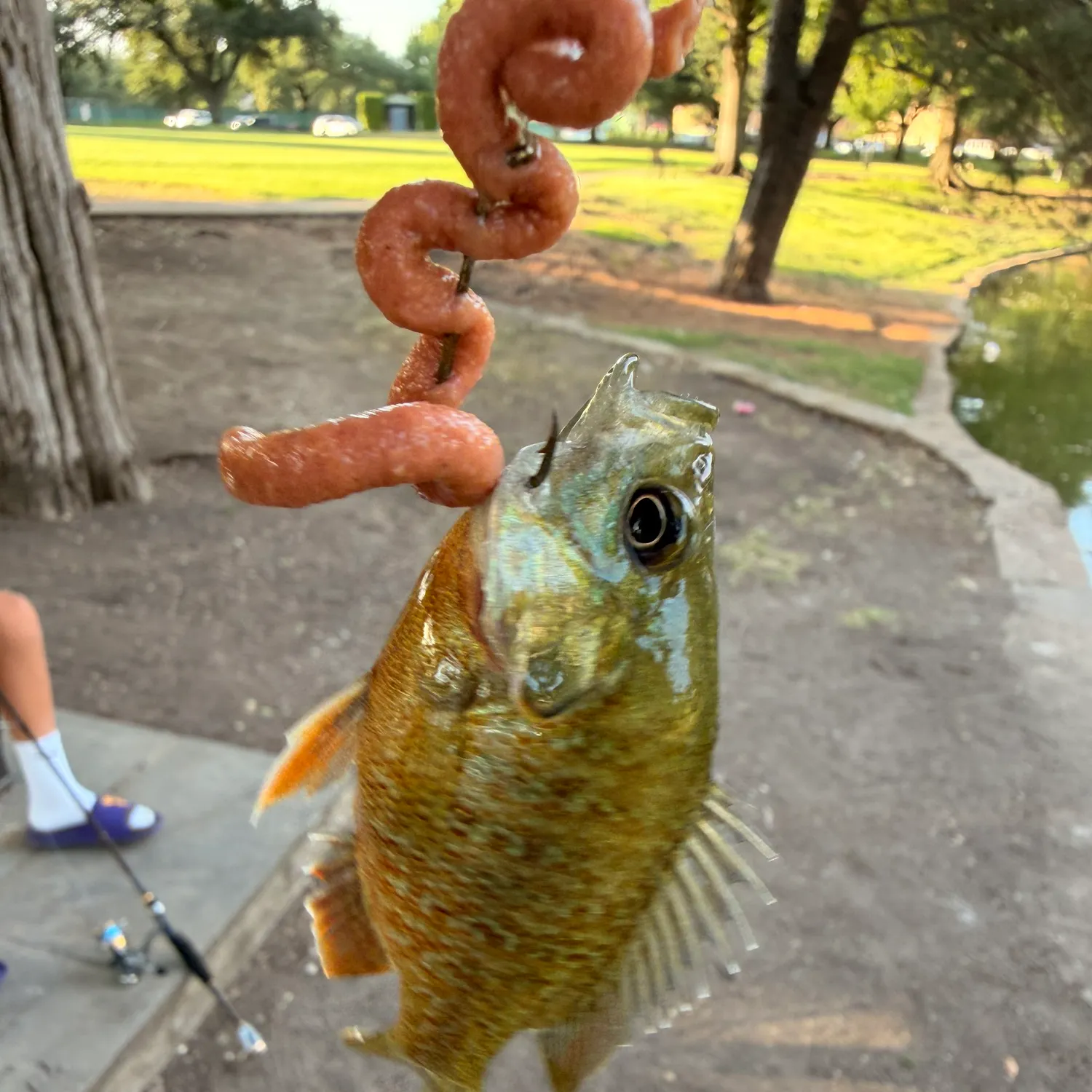 Bluegill caught on Fishbrain