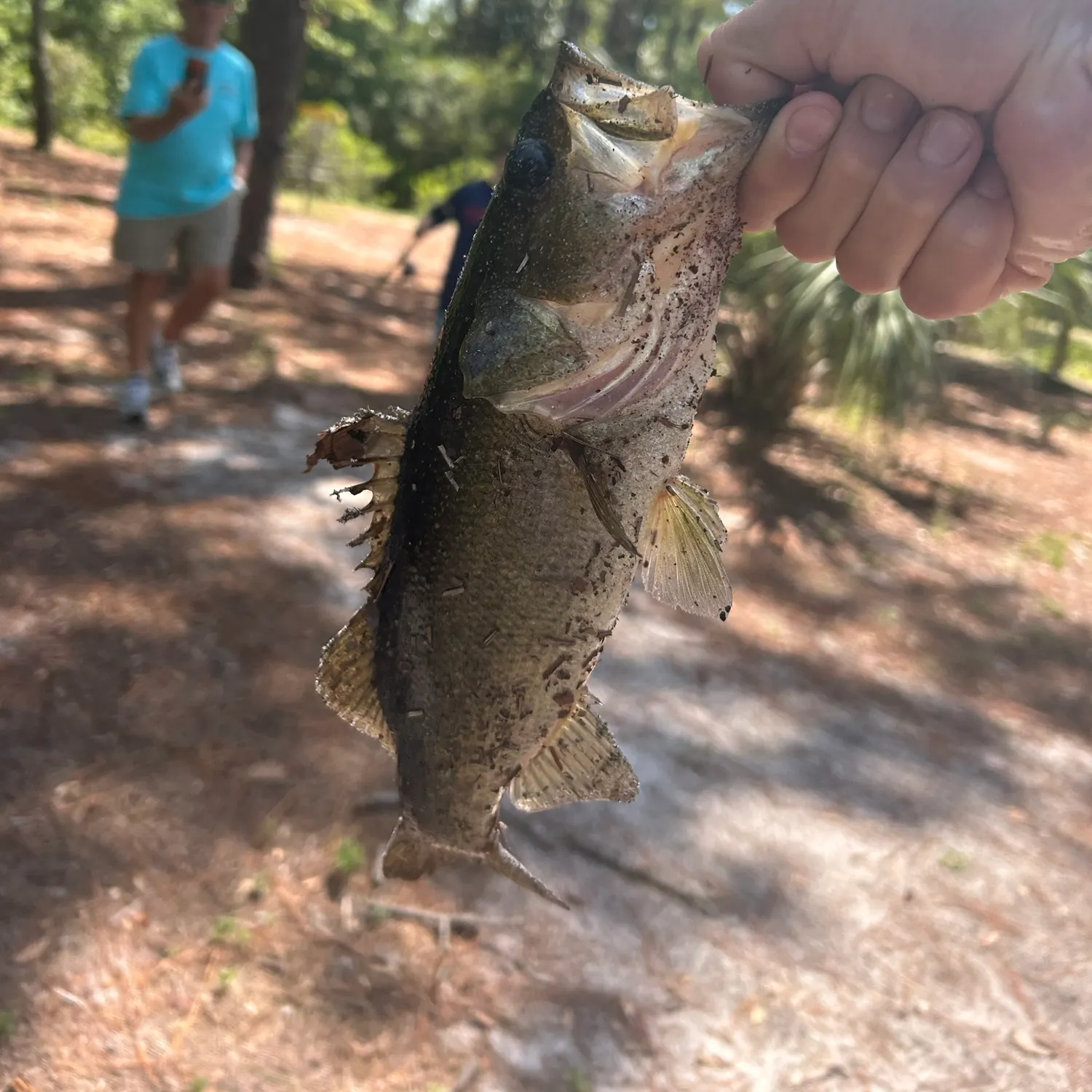 Florida bass caught on Fishbrain