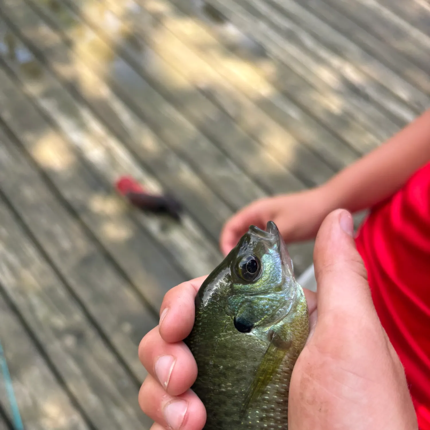 Bluegill caught on Fishbrain