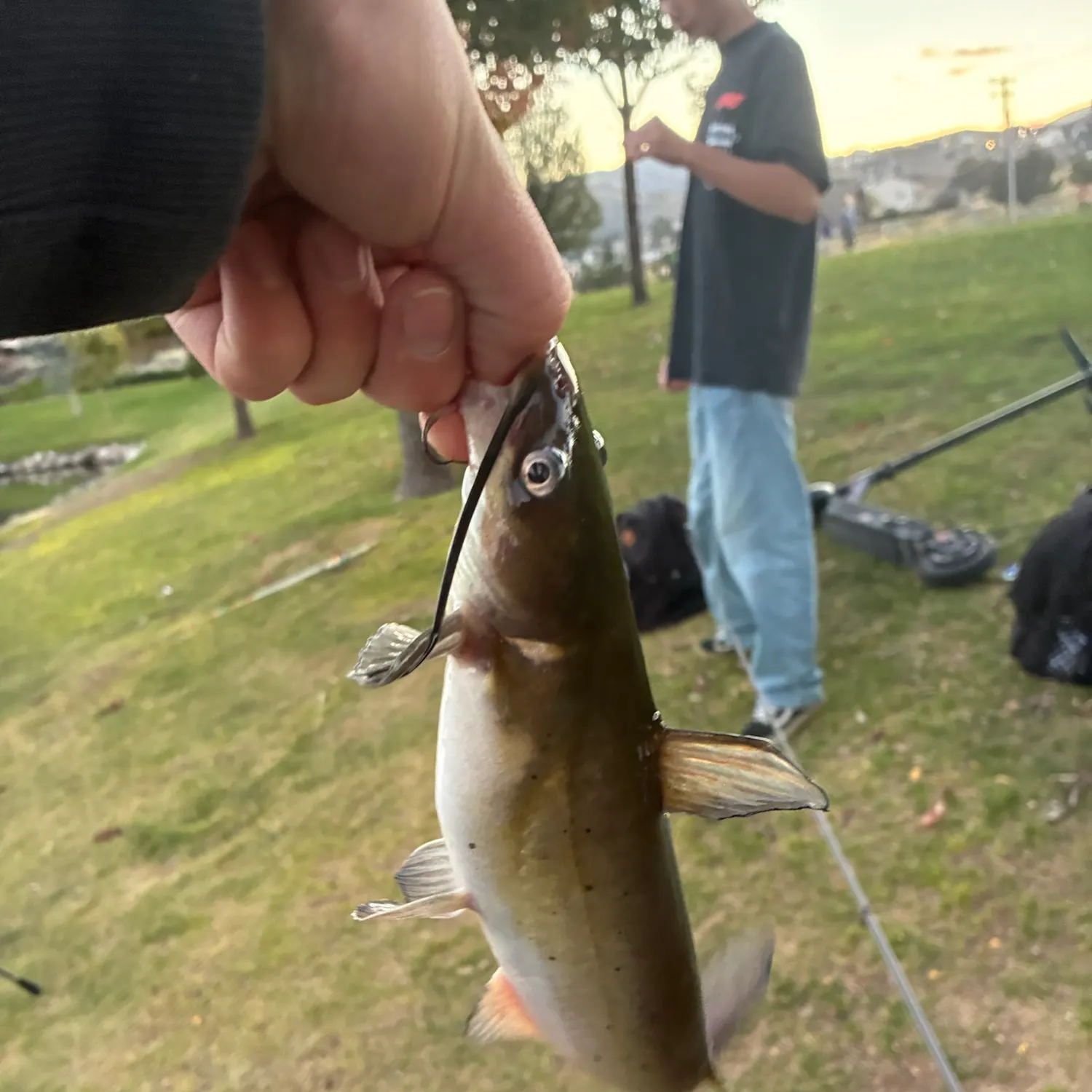Channel catfish caught on Fishbrain