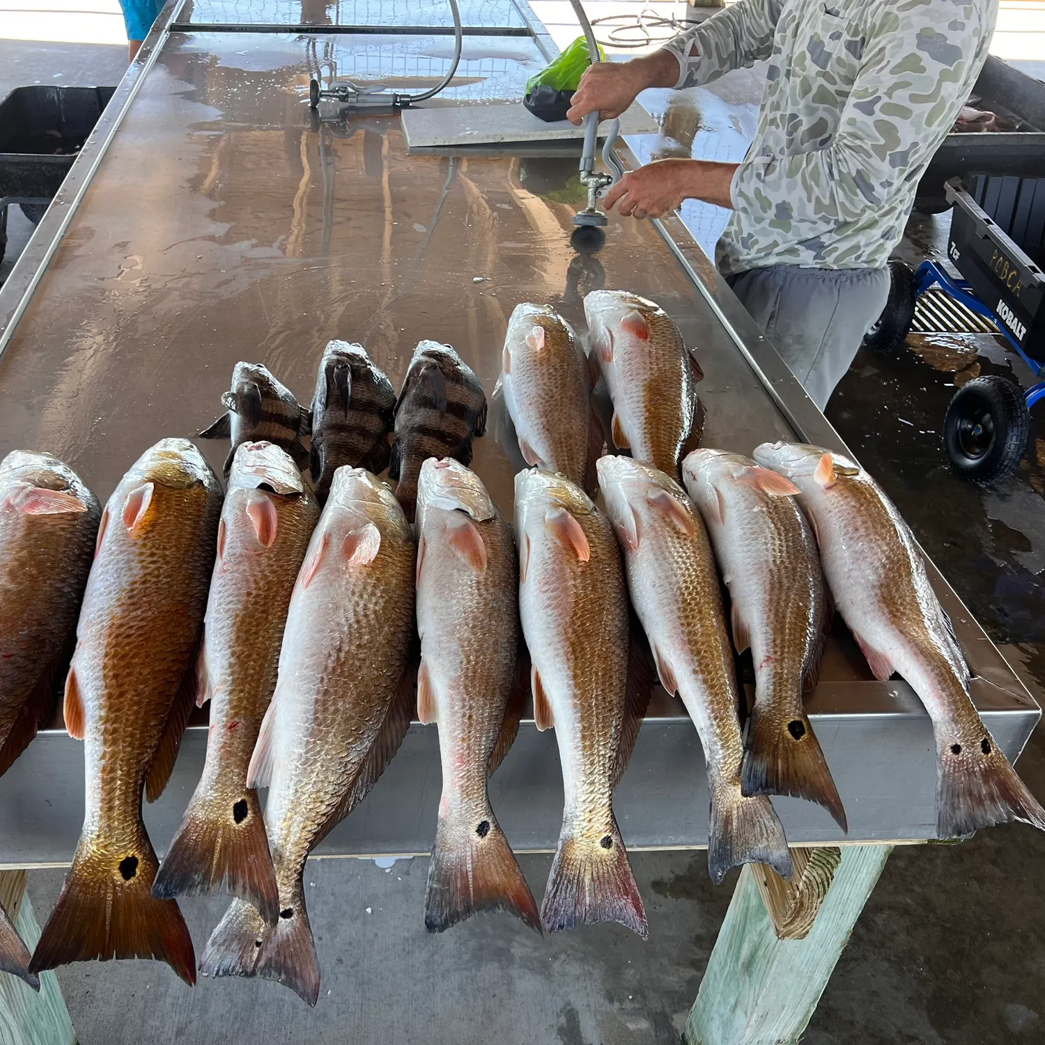 recently logged catches