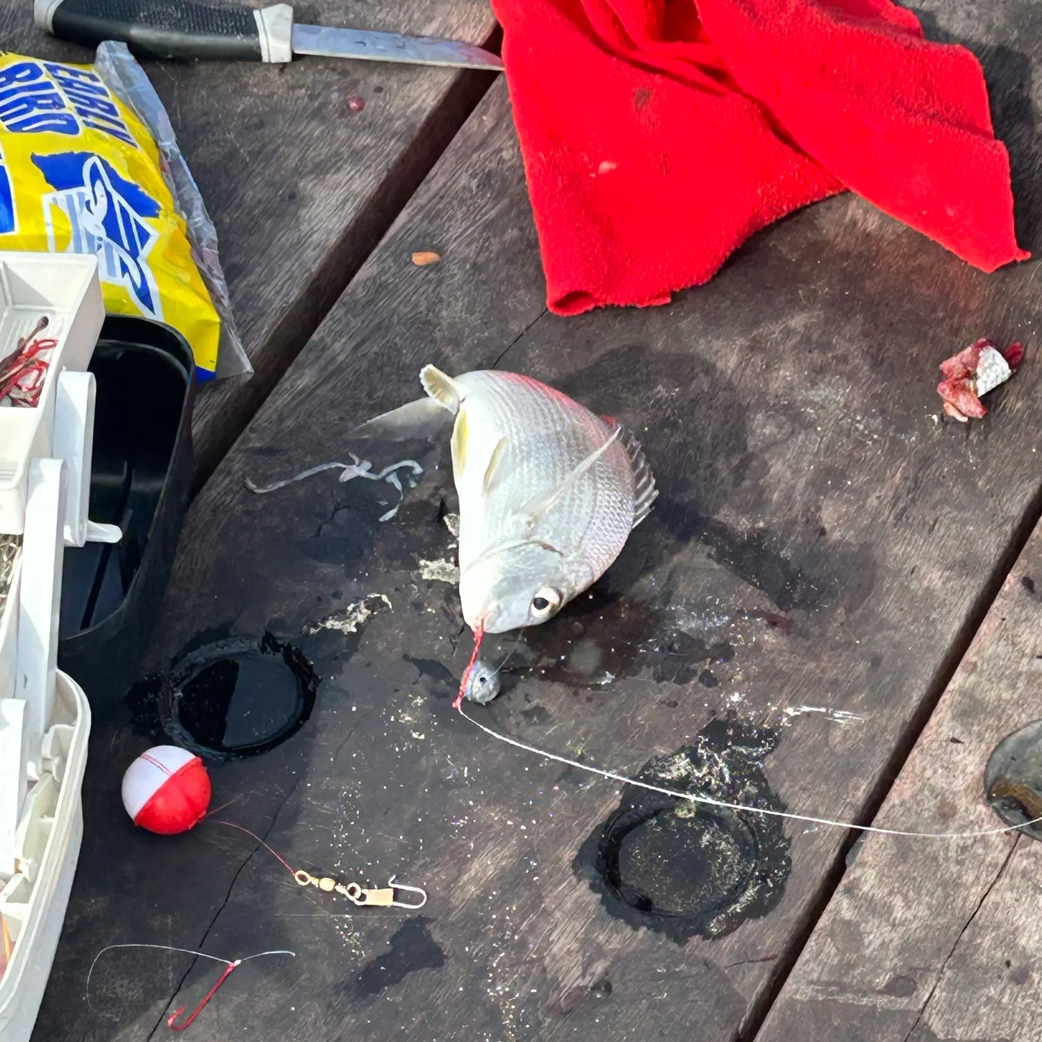 Goldlined seabream caught on Fishbrain