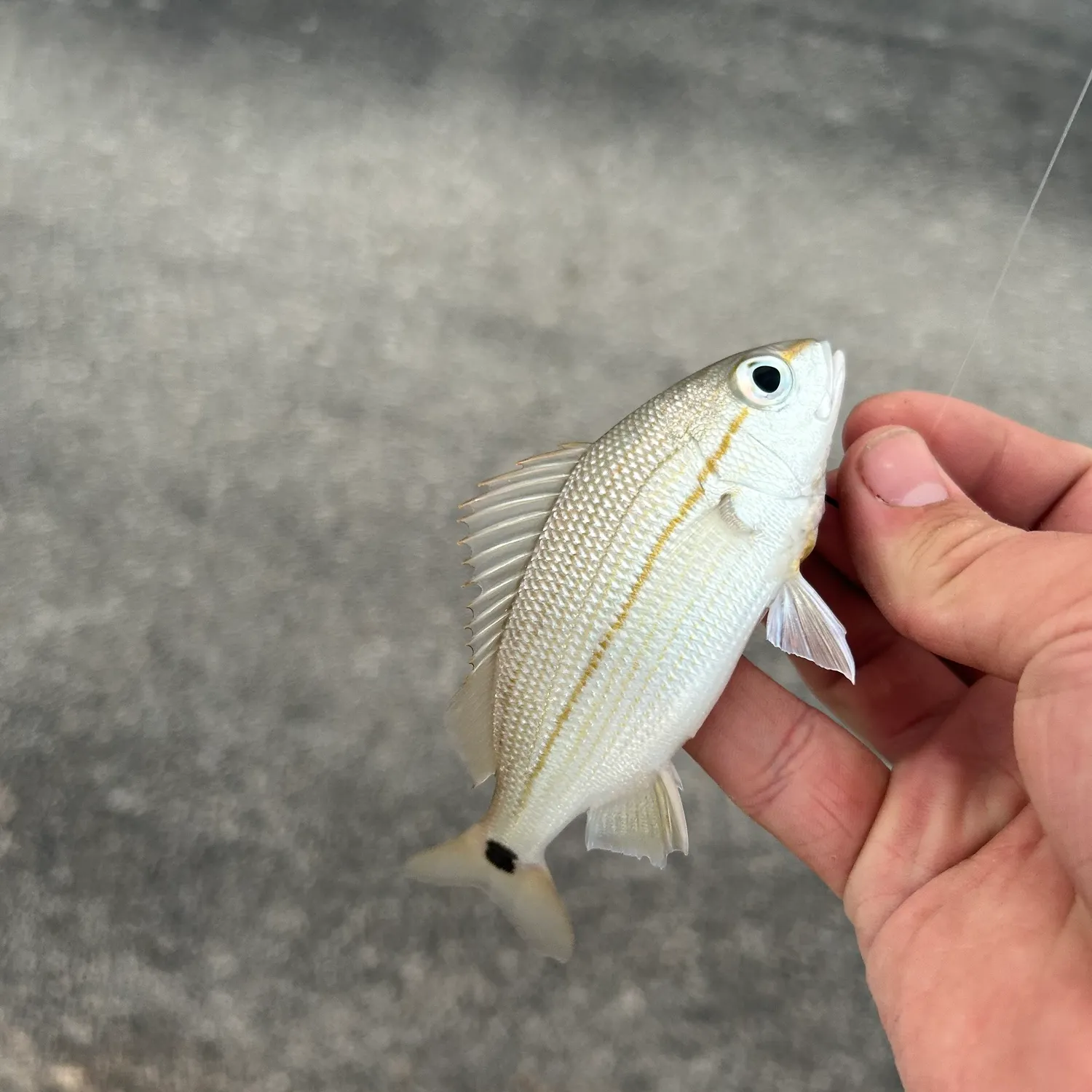 The most recent Tomtate grunt catches on Fishbrain