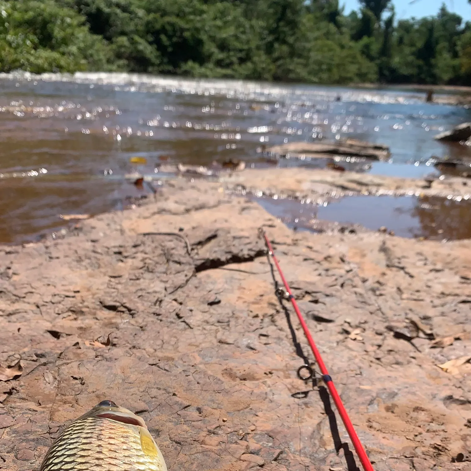 The most recent Small-scaled pacu catches on Fishbrain