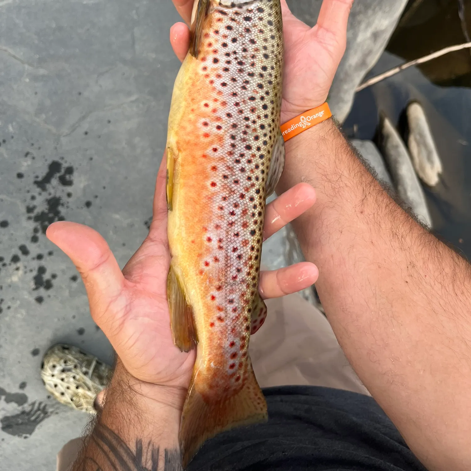 Brown trout caught on Fishbrain