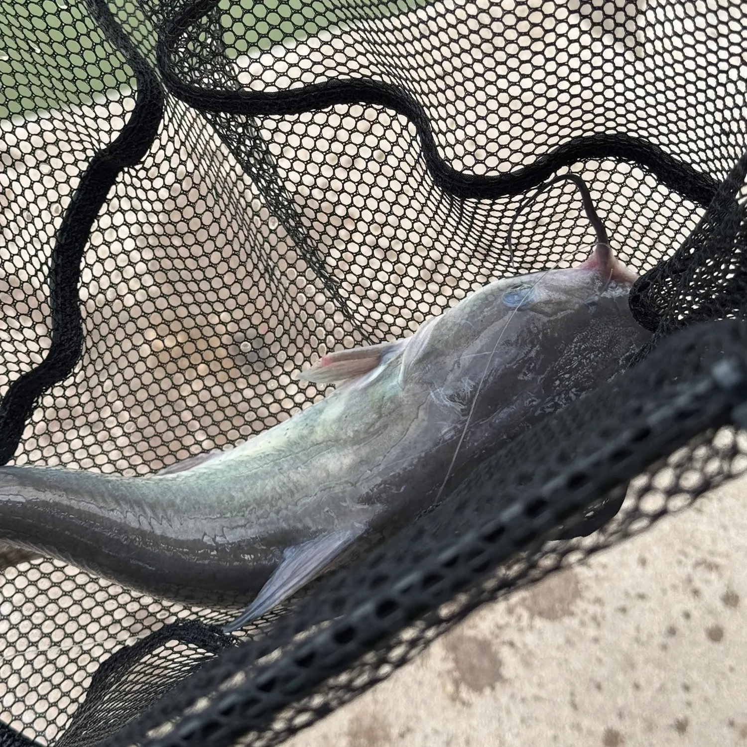 Channel catfish caught on Fishbrain