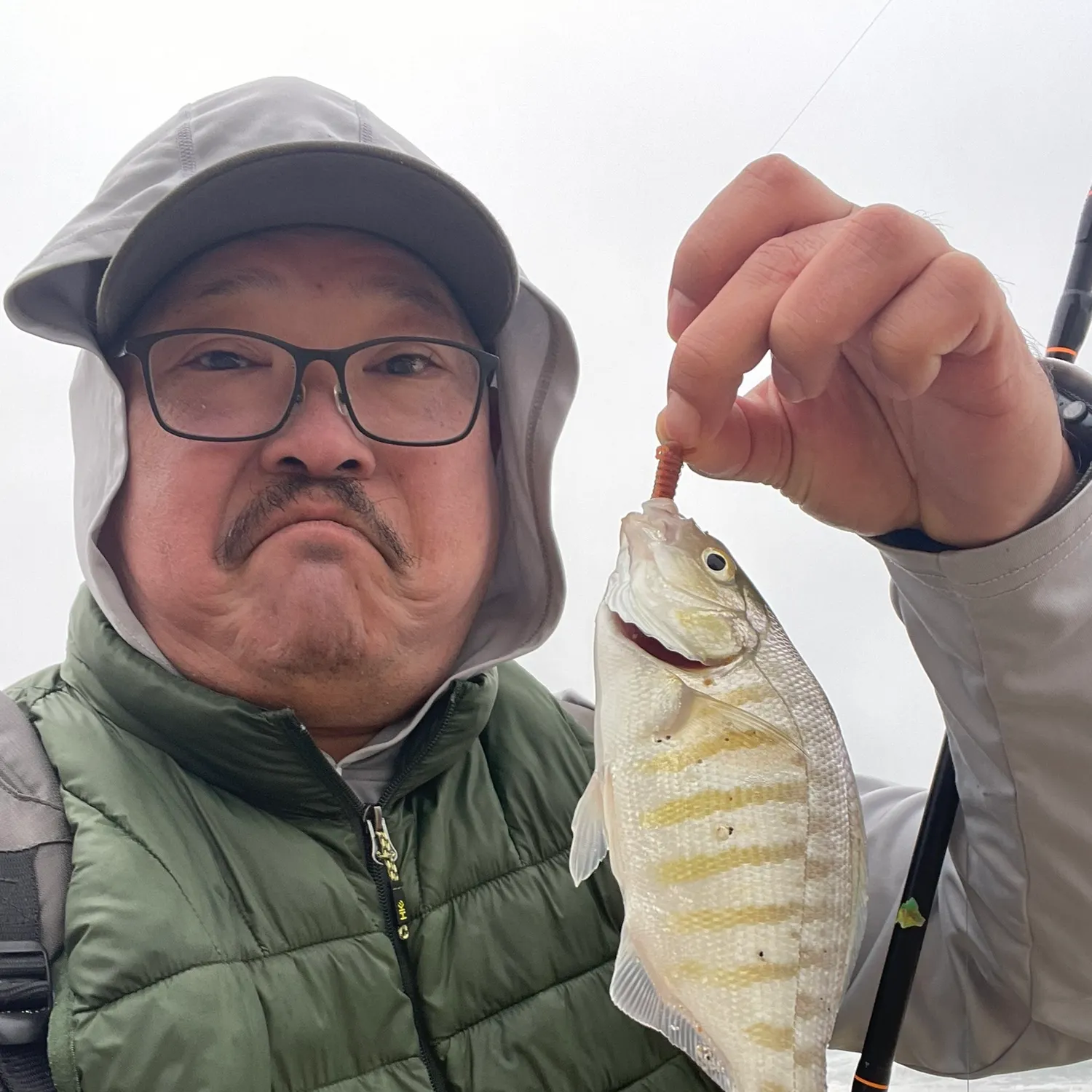 The most recent Barred surfperch catches on Fishbrain