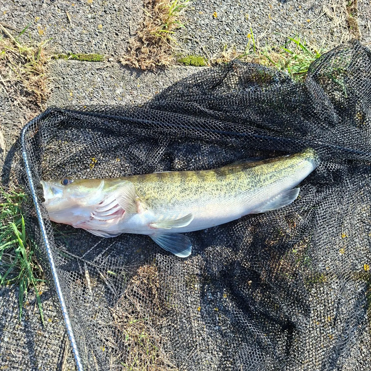 Zander caught on Fishbrain