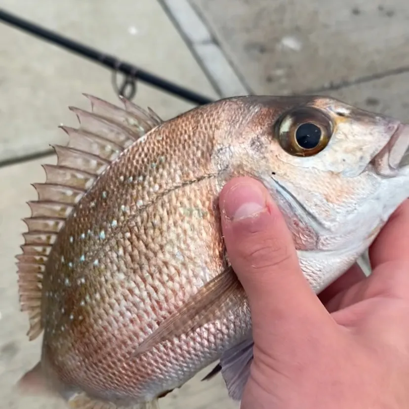 Australasian snapper caught on Fishbrain