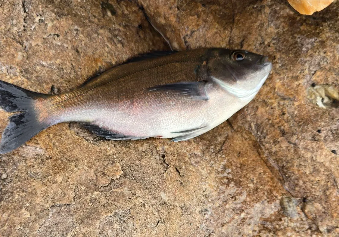 Bronze seabream