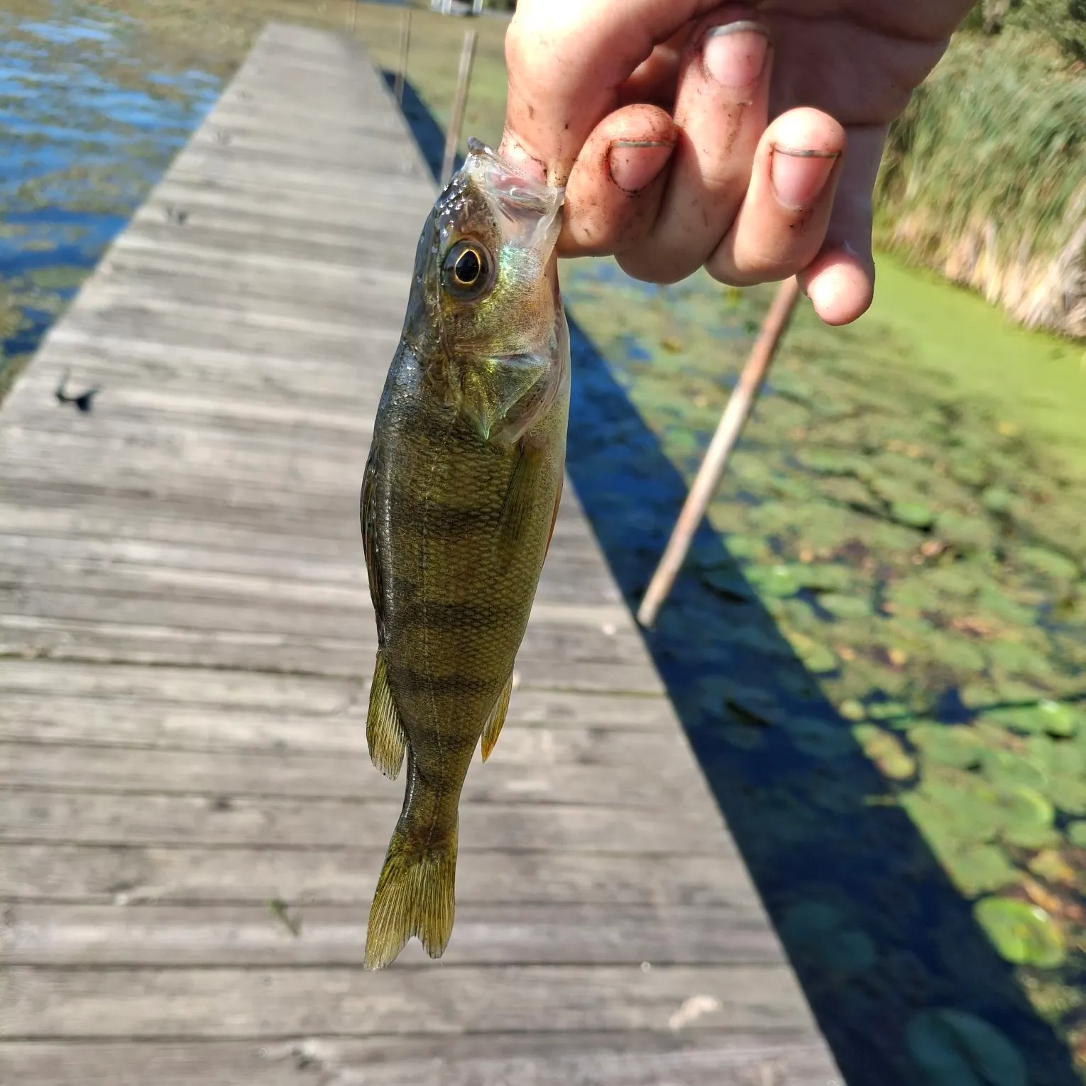 European perch caught on Fishbrain