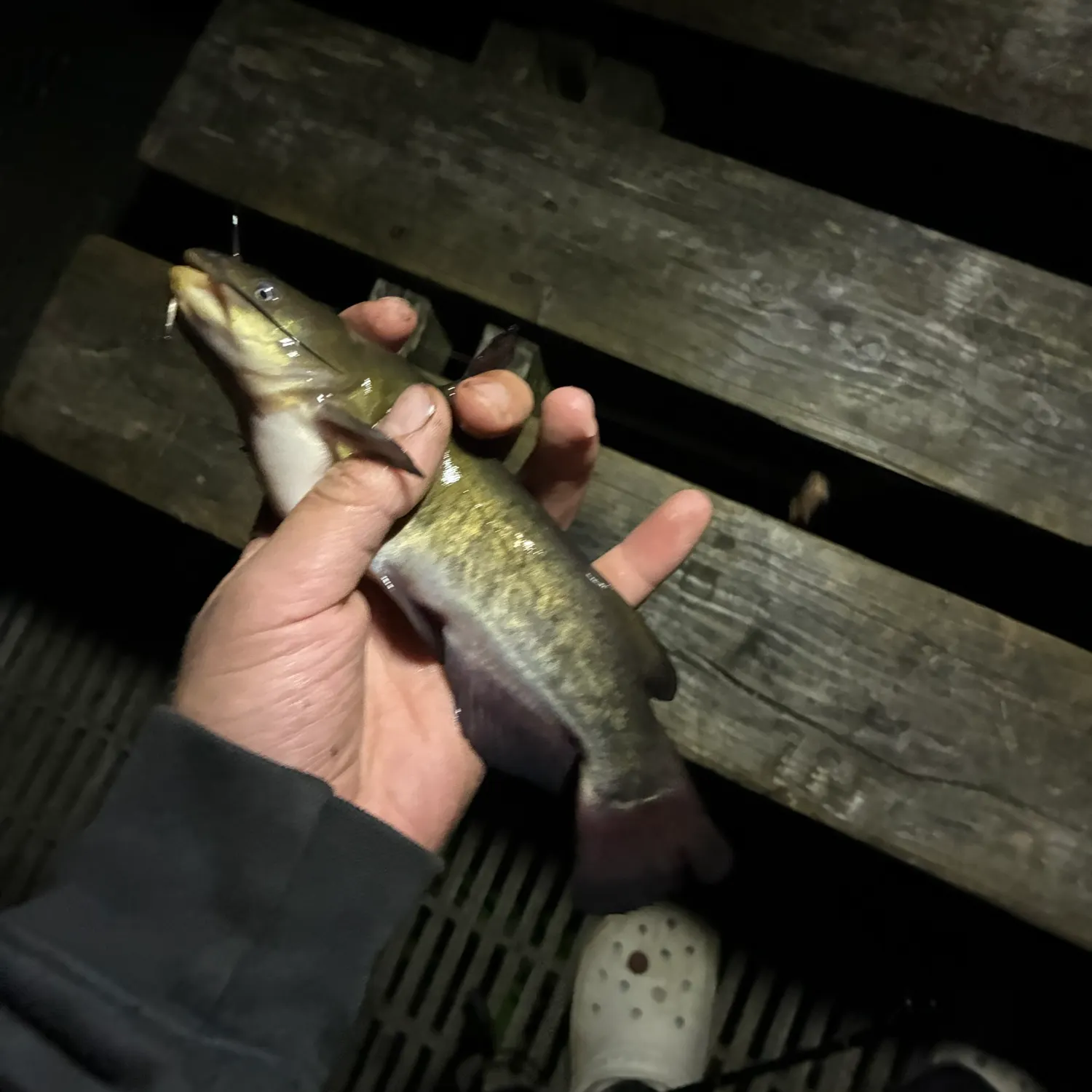Brown bullhead caught on Fishbrain