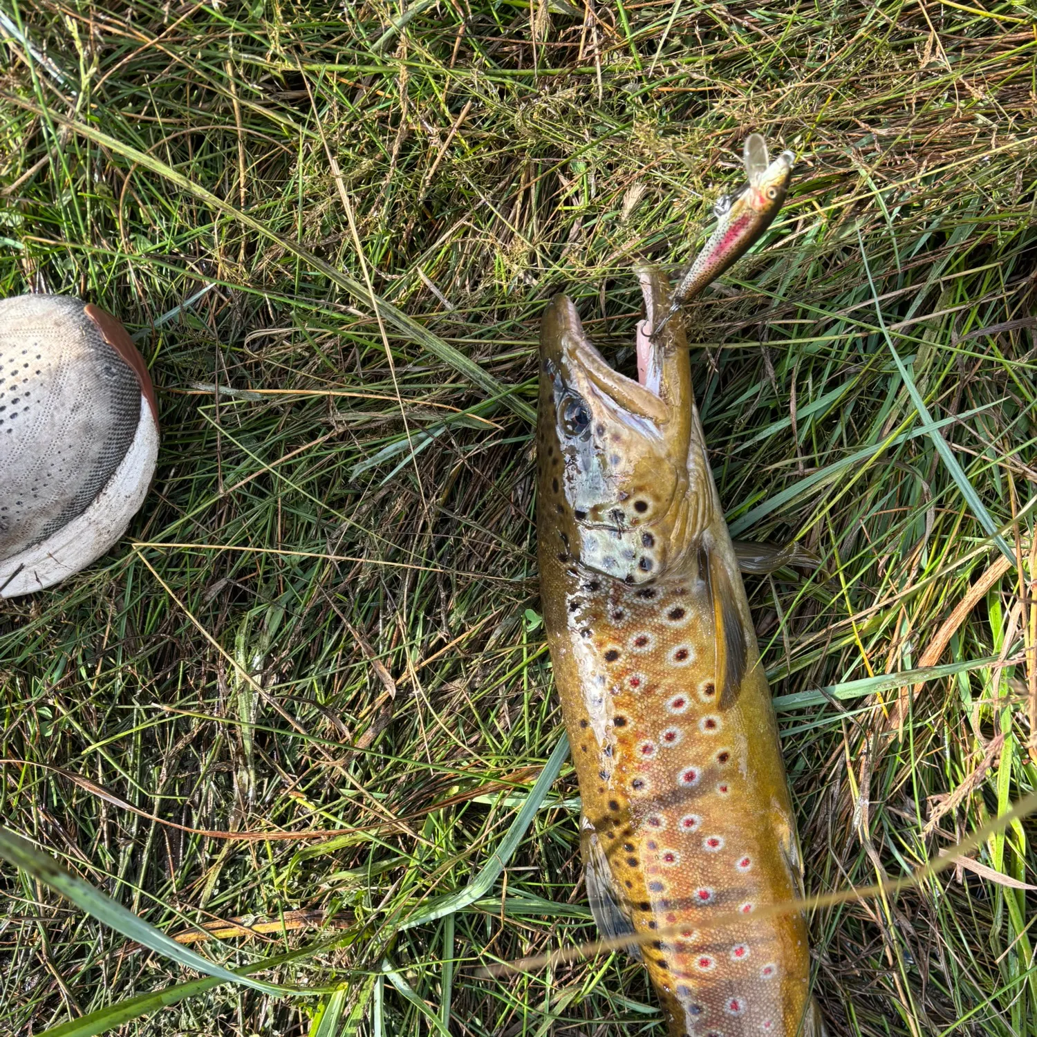 Brown trout caught on Fishbrain