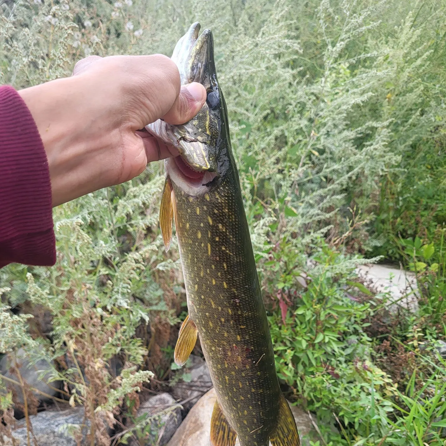 catch