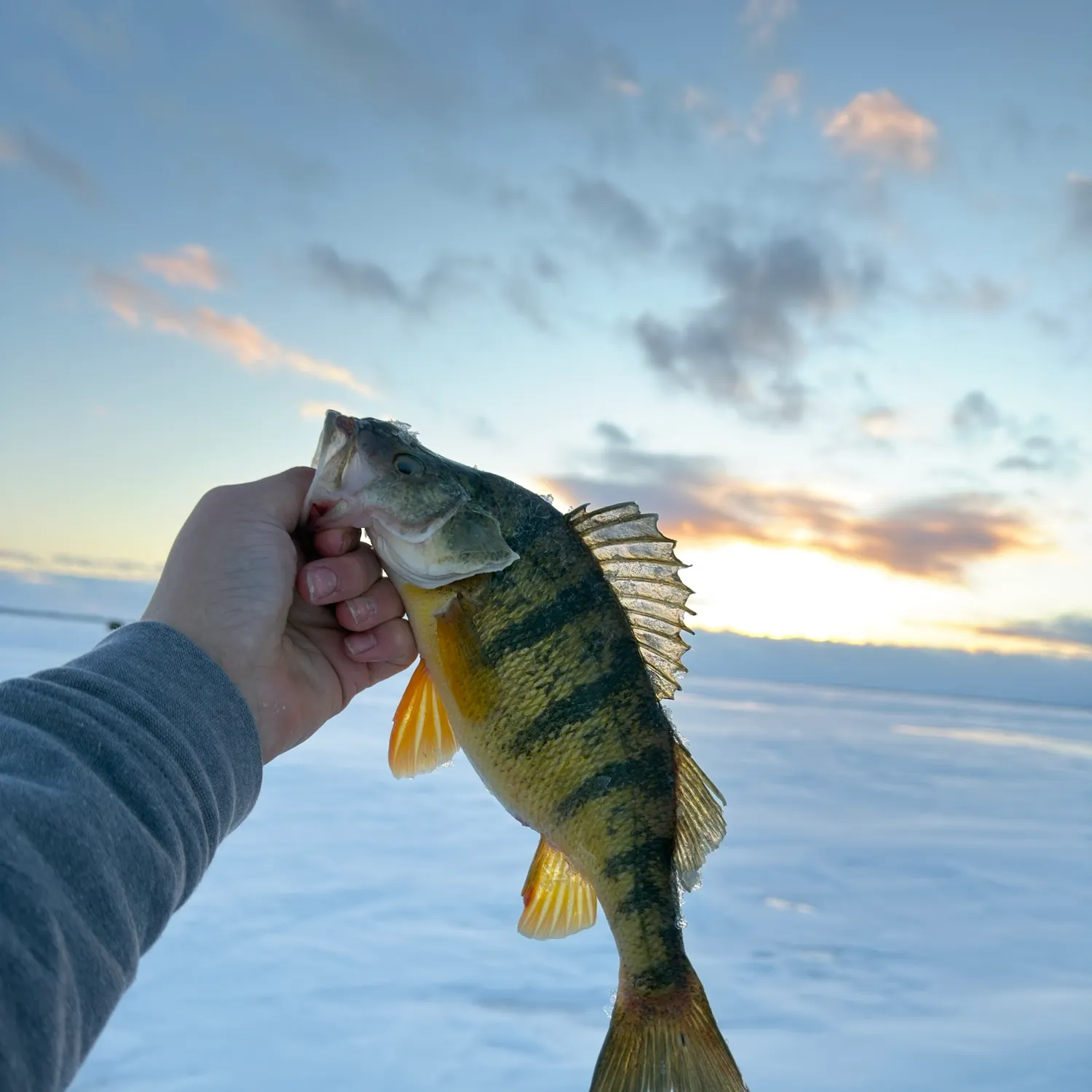 The most recent Yellow perch catches on Fishbrain
