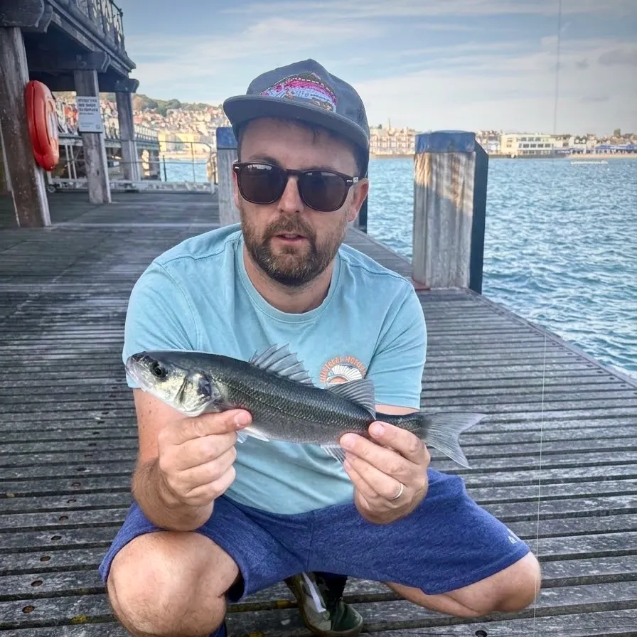 European seabass caught on Fishbrain