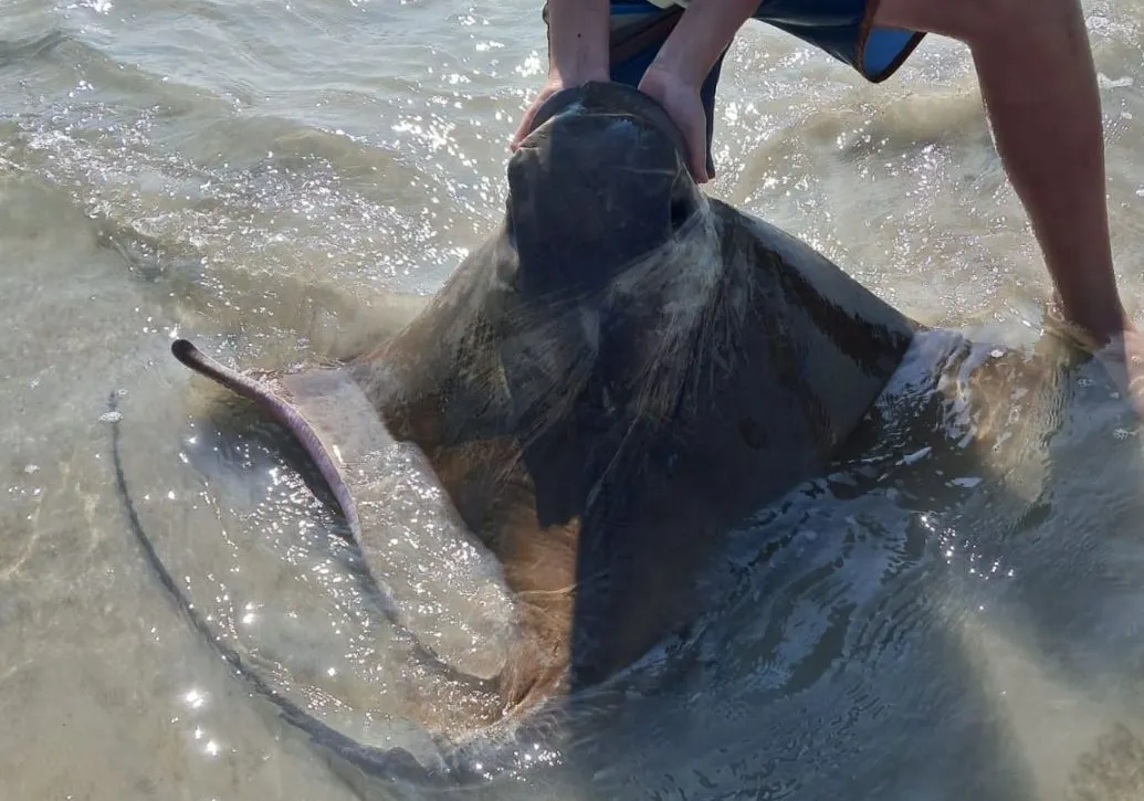 Marbled stingray