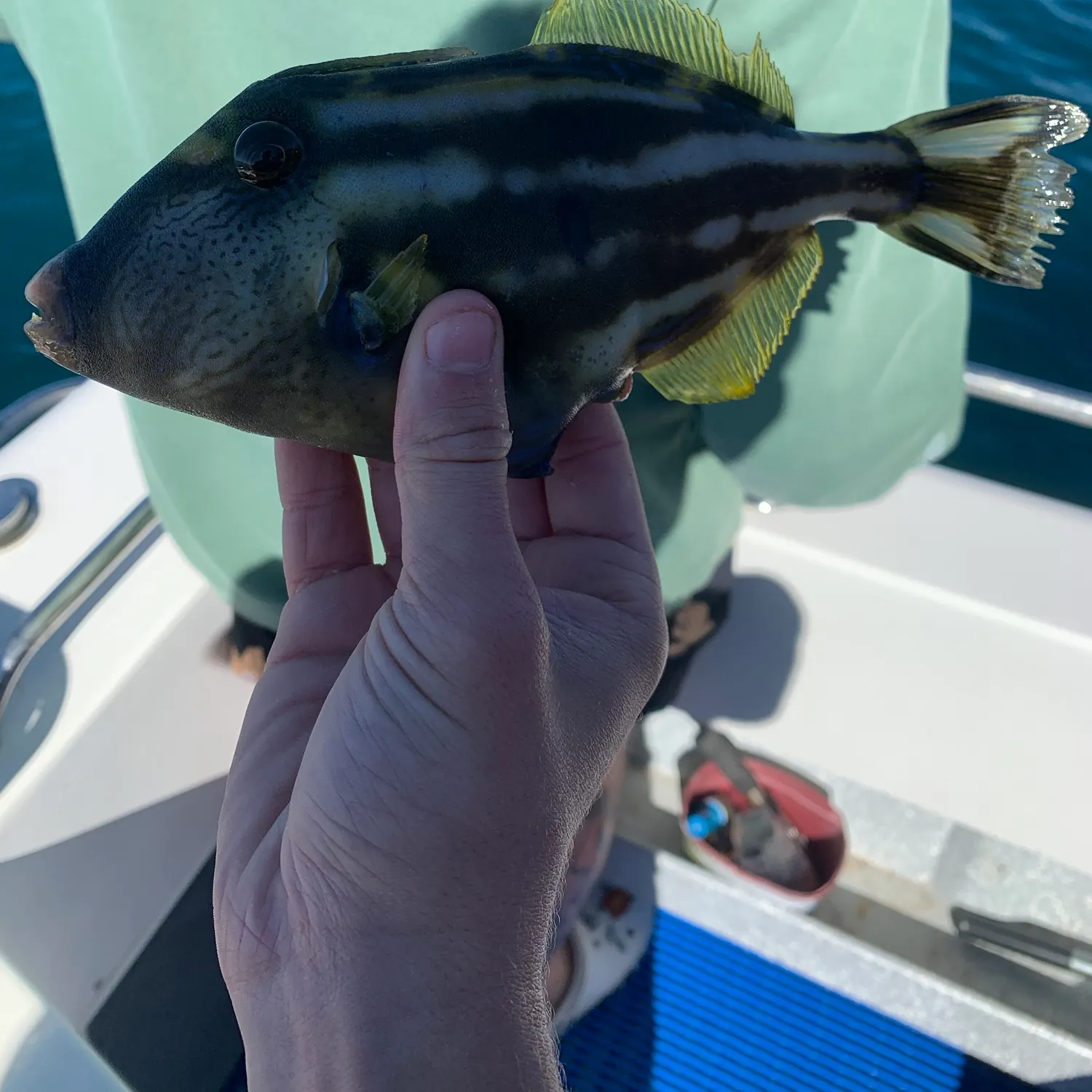 Black reef leatherjacket caught on Fishbrain