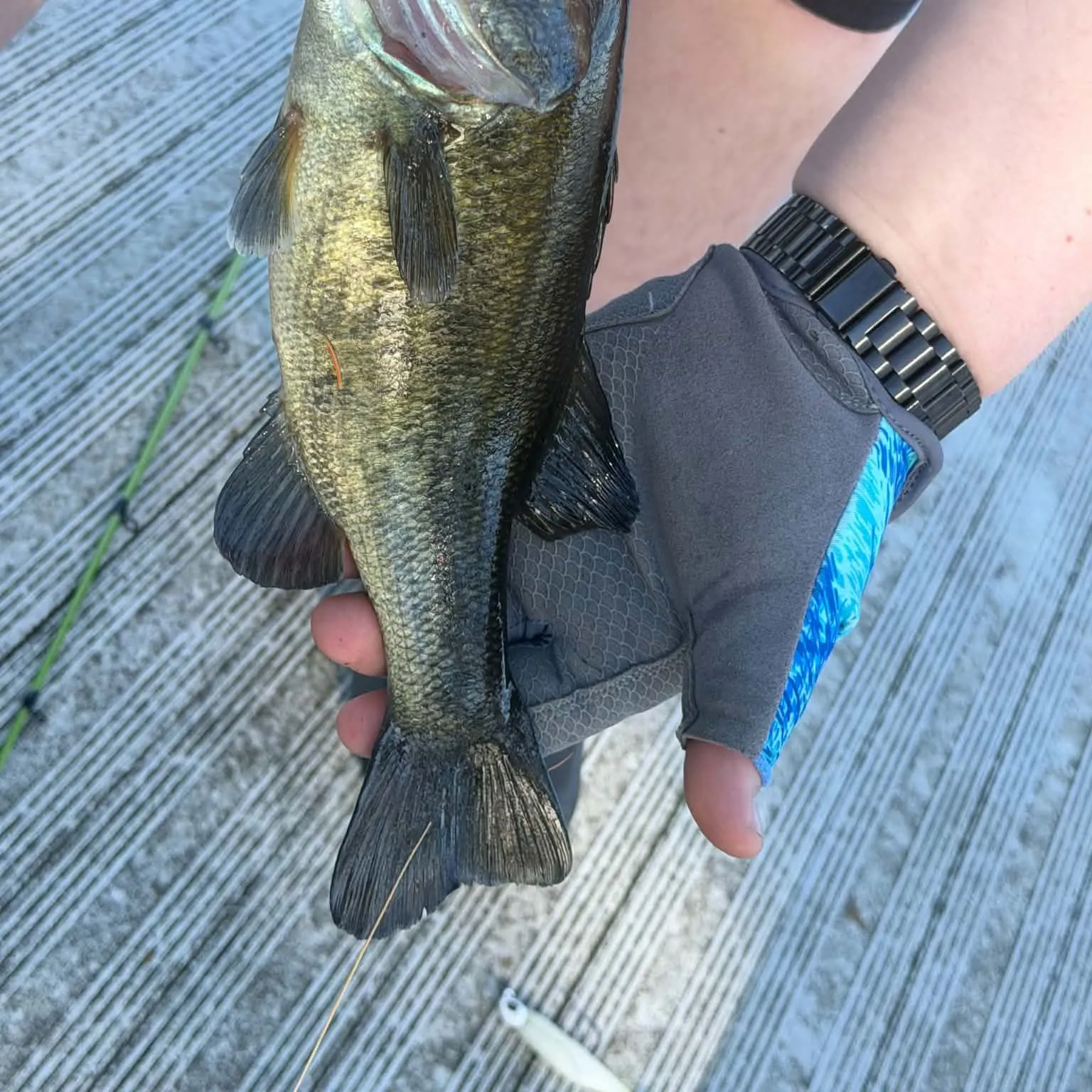 Largemouth bass caught on Fishbrain