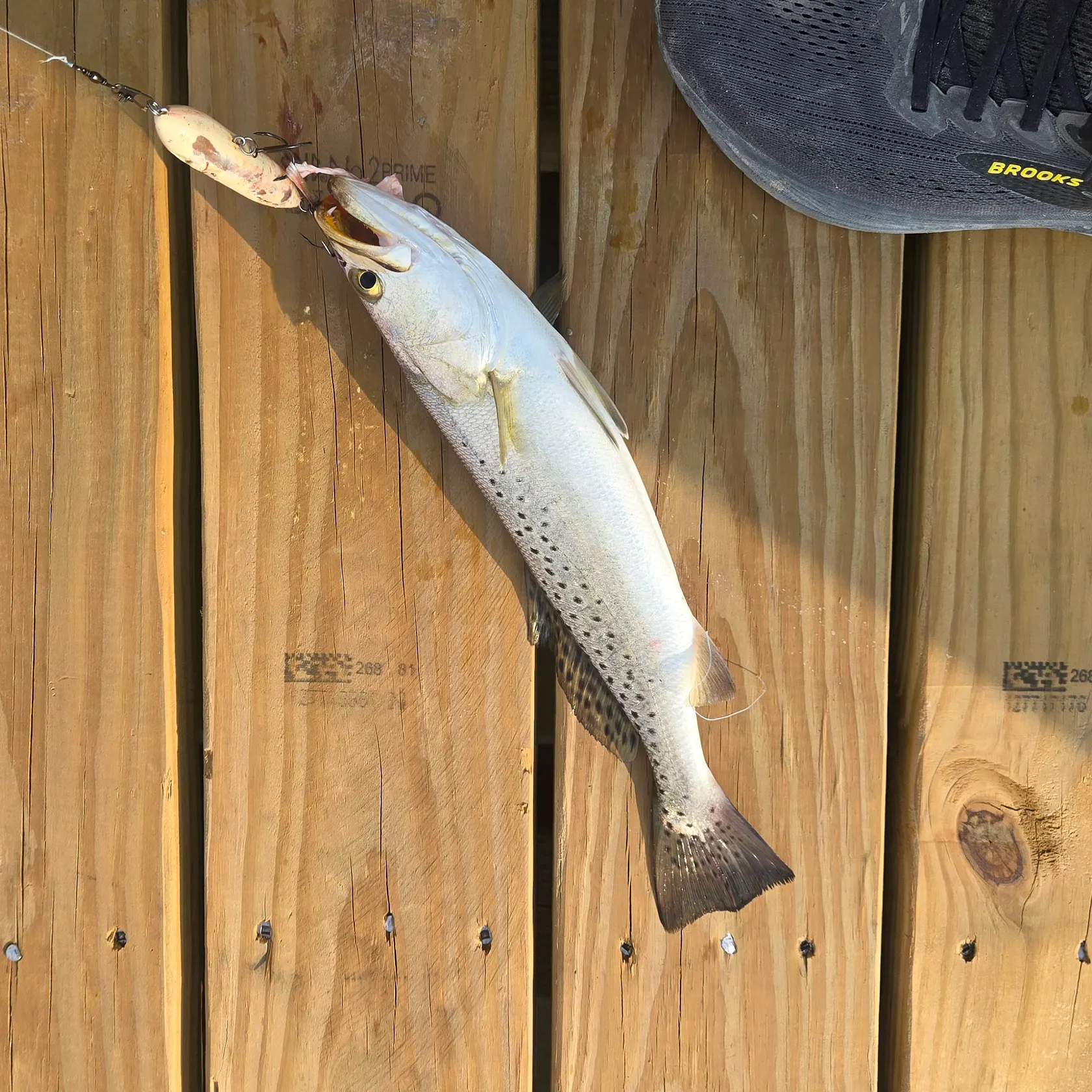 Spotted seatrout caught on Fishbrain