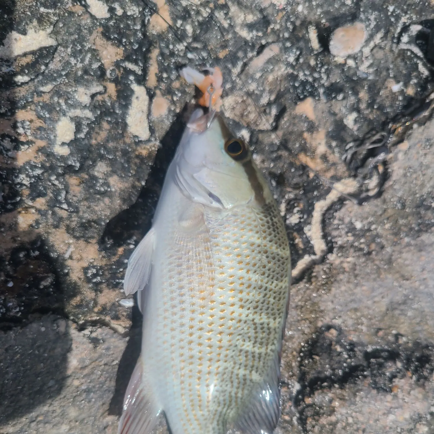 The most recent Longfin mako shark catches on Fishbrain