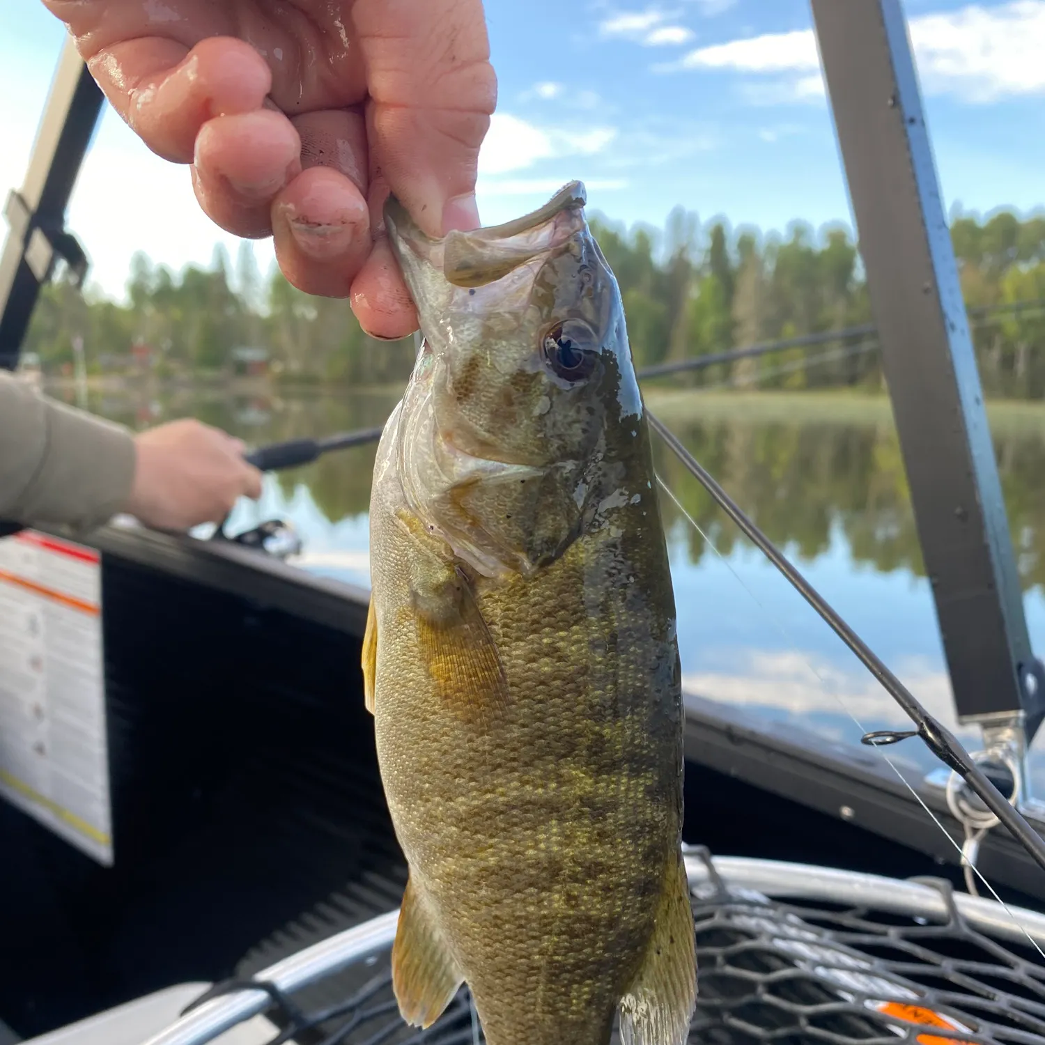 Smallmouth bass caught on Fishbrain