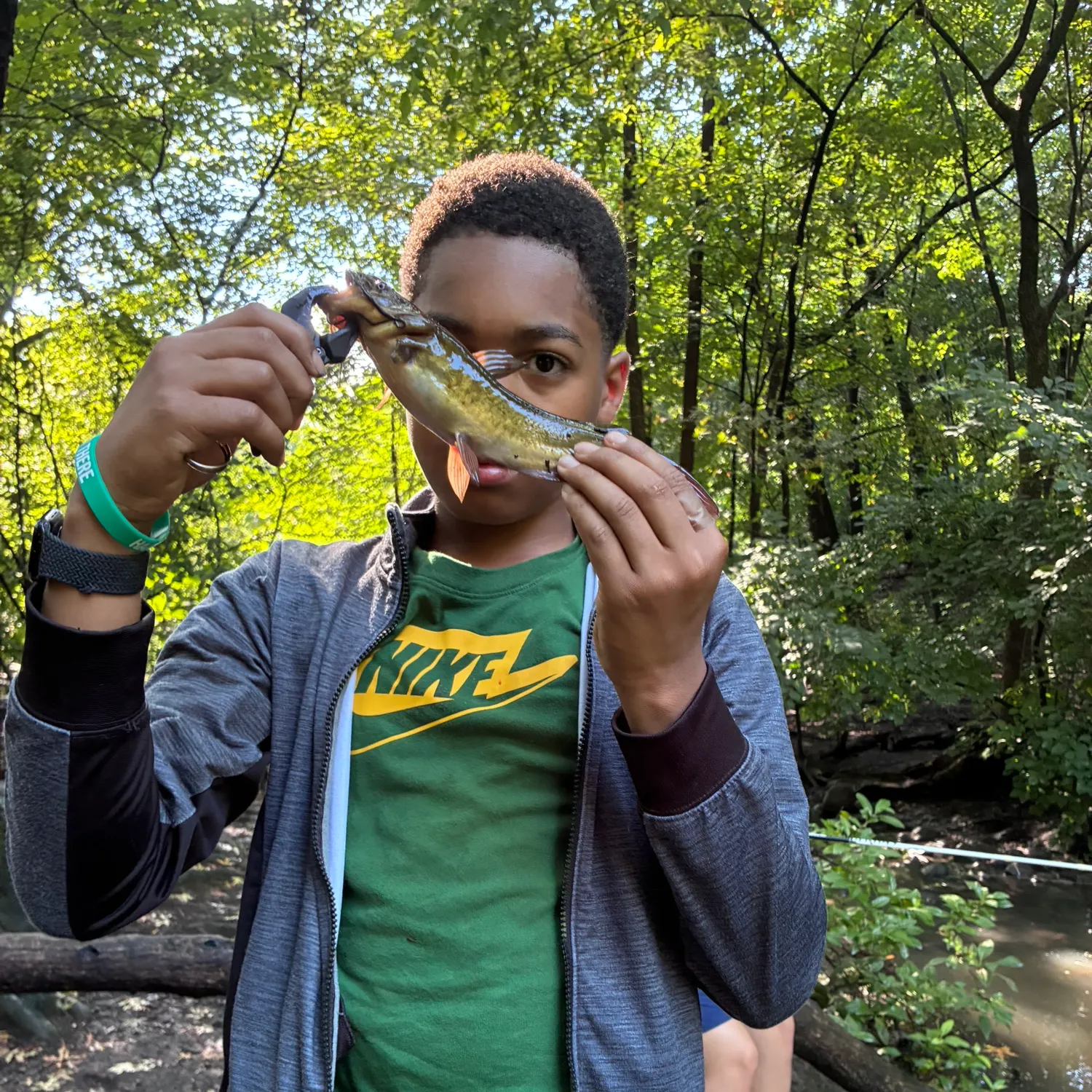 Brown bullhead caught on Fishbrain