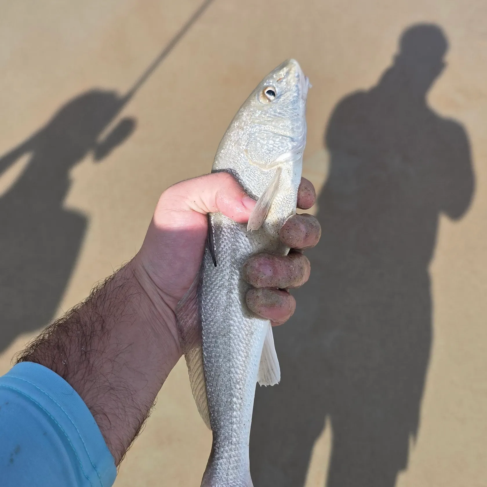 Southern kingcroaker caught on Fishbrain
