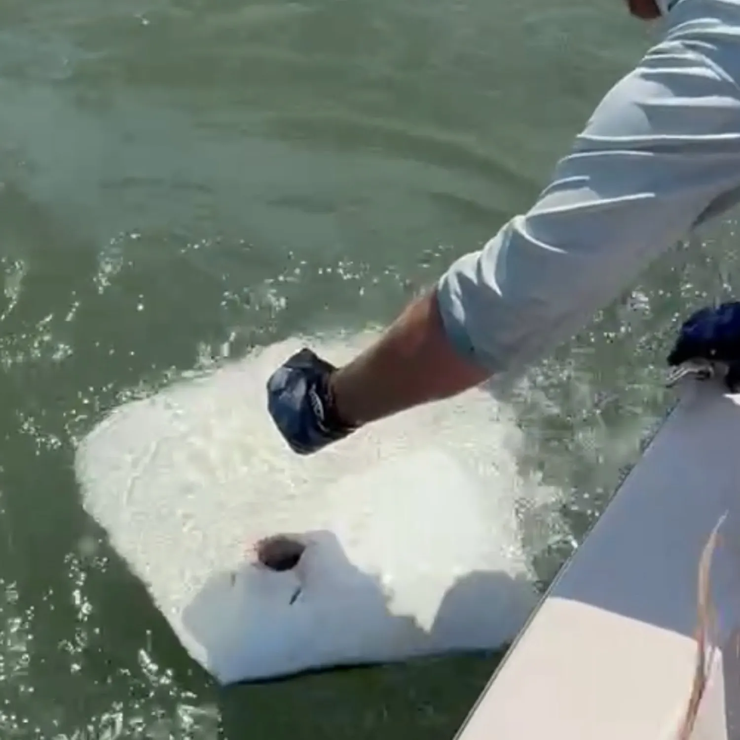 The most recent Southern stingray catches on Fishbrain