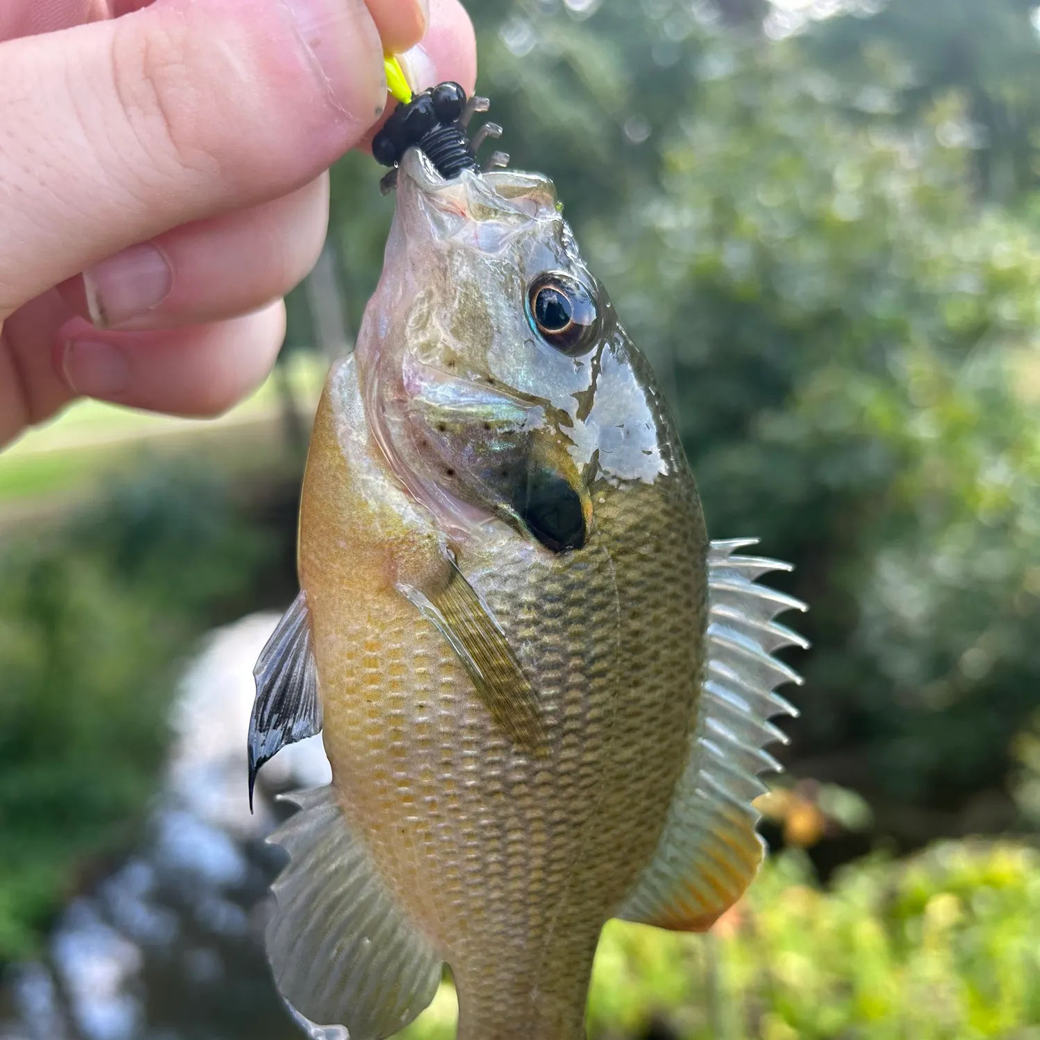 Spotted sunfish caught on Fishbrain