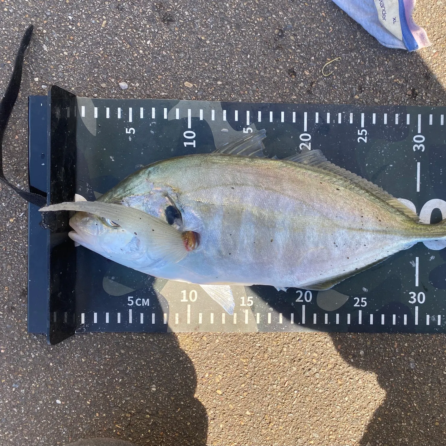Fish caught on Fishbrain