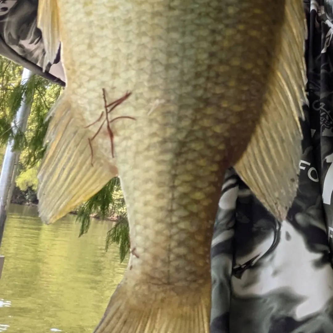 Redear sunfish caught on Fishbrain