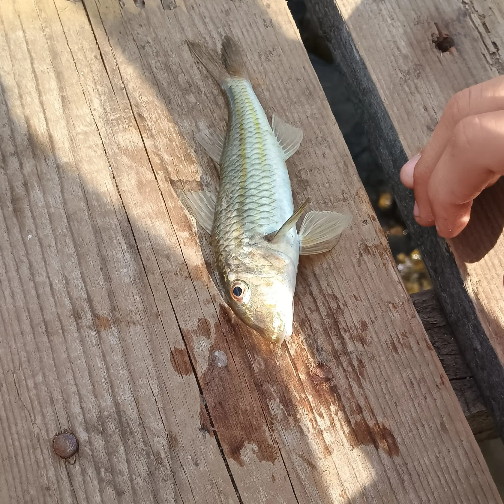 The most recent Striped red mullet catches on Fishbrain