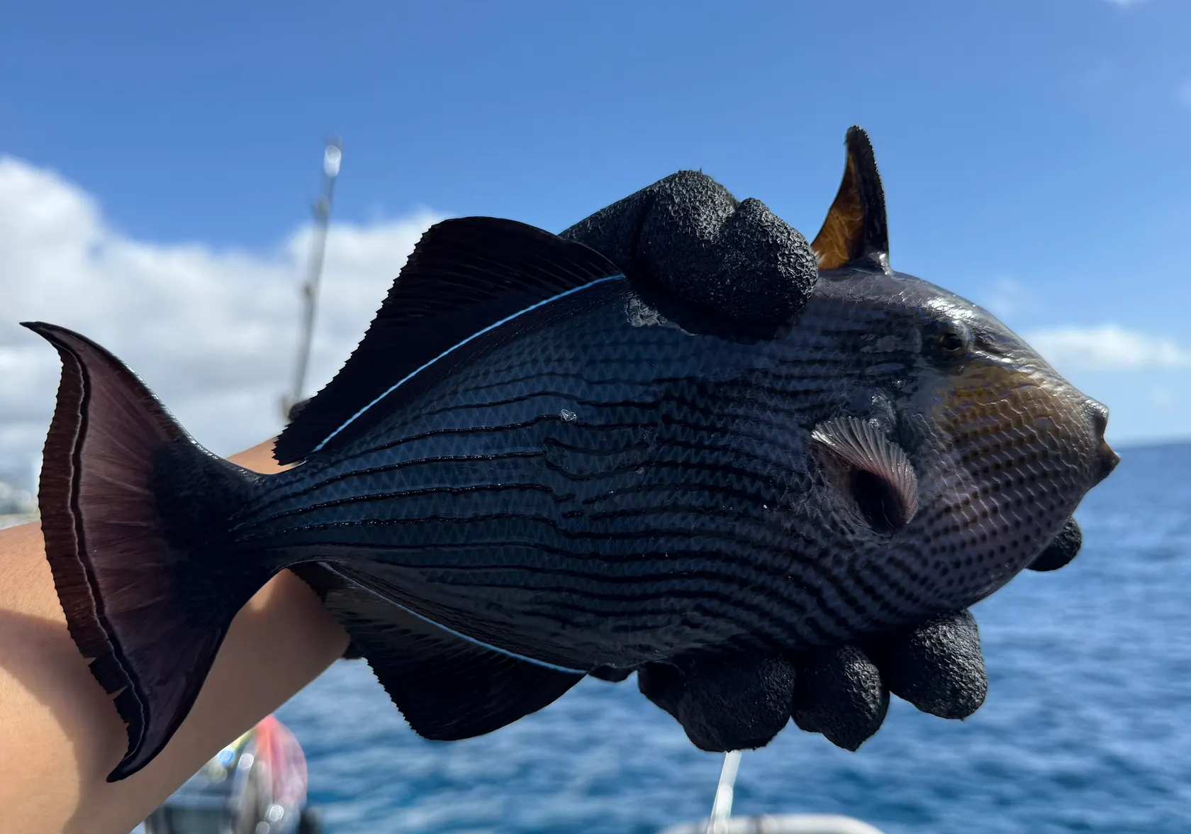 Black triggerfish